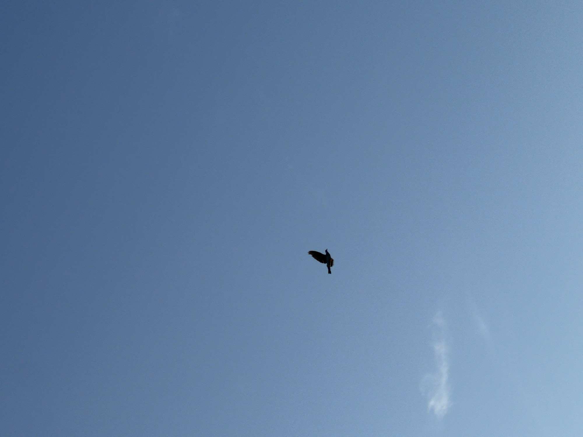 A single bird is captured in flight against a clear, bright blue sky. The bird, silhouetted against the sky, appears dark and is in motion with its wings outstretched. In the lower left portion of the image, a faint wisp of white cloud is visible. The overall environment suggests an outdoor scene with vast open sky. The image is a still photograph taken with natural light.
