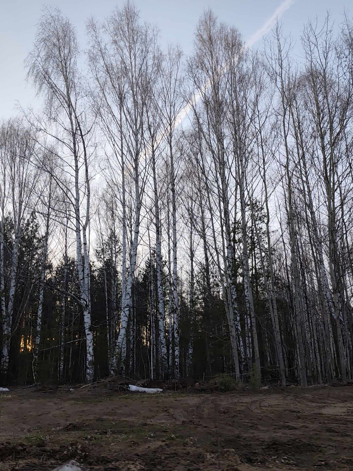 The image depicts a stand of birch trees (Betula genus) in an outdoor environment. The trees are leafless, indicating a dormant season, possibly late autumn or early spring. The trunks are slender with characteristic white bark marked by black fissures. Behind the birch trees, a denser stand of evergreen trees is visible. The foreground shows bare earth, suggesting recent disturbance, potentially construction or logging activities. A small patch of snow remains on the ground. The sky is pale blue with a wispy cloud formation. The location is specified as Chaikovsky, Russia. No people, explicit actions, or interactions are discernible.
