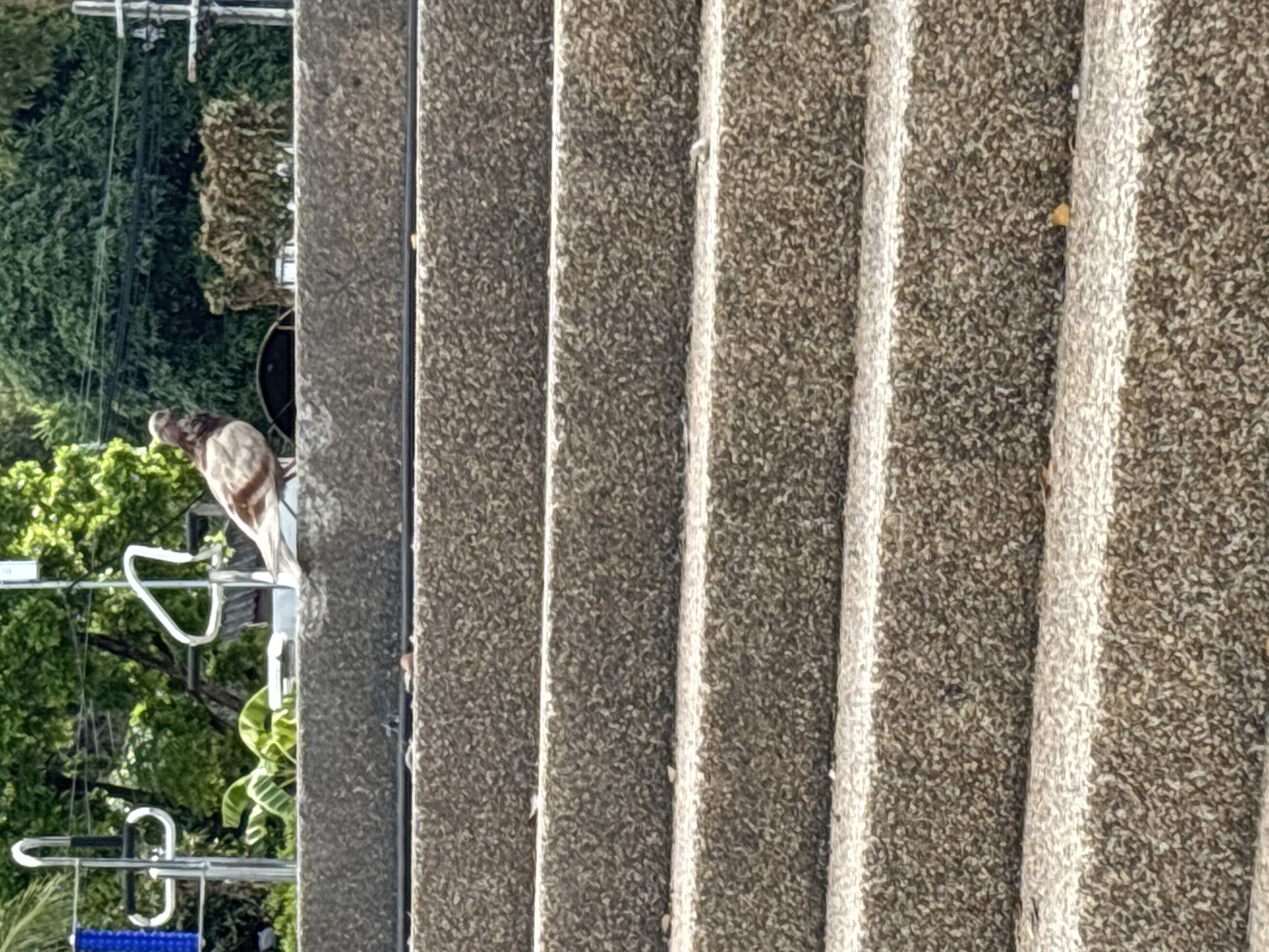 The image shows a close-up of concrete steps in บ้านบางรักษ์, Thailand. A pigeon stands on a nearby ledge with a metal railing, with trees and power lines visible in the background. The steps are textured and gray.