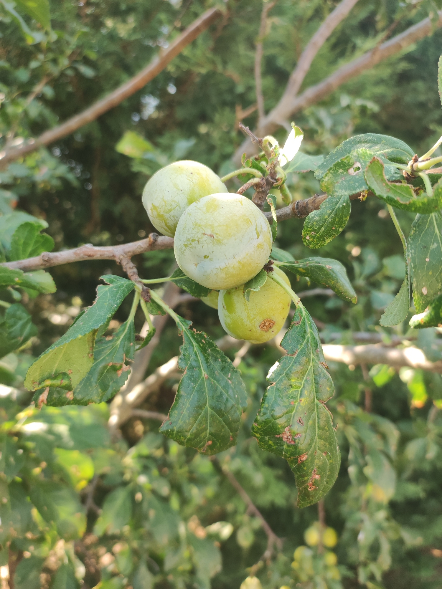 In the city of Autillo de Campos, Spain, a close-up, eye-level, vertical shot captures a branch of a tree laden with unripe plums. The plums, a pale greenish-yellow, are clustered together, with three prominently displayed in the foreground. The branch is supported by thicker branches in the background, which are out of focus and create a bokeh effect. The leaves of the tree are varied, with some appearing healthy and green, while others show signs of wear and tear, with brown spots and torn edges. The lighting suggests it is daytime, with sunlight dappling through the foliage, creating bright highlights and soft shadows. The overall impression is one of natural growth and the early stages of fruit development in a garden or orchard setting.