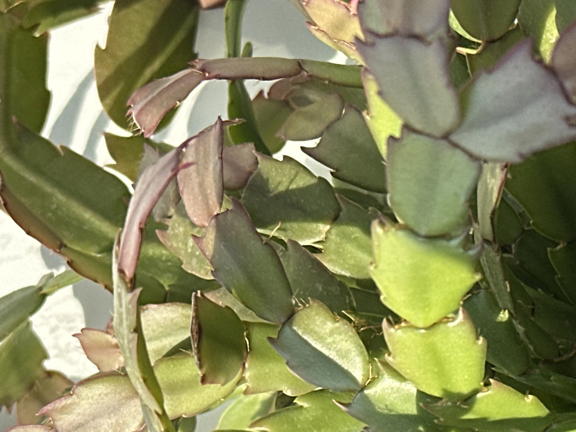 The image shows a close-up of a Christmas cactus plant with segmented, flat, green leaves that have serrated edges. Some of the leaves have a reddish or purplish tinge, particularly along the edges and tips. The plant is in focus, and the background is blurred, appearing as a light, possibly white or pale gray surface with some shadows. There are no people or discernible actions in the image, and the environment is not identifiable as being in a specific city like Podolsk, Russia. The scene is a still life of a houseplant.