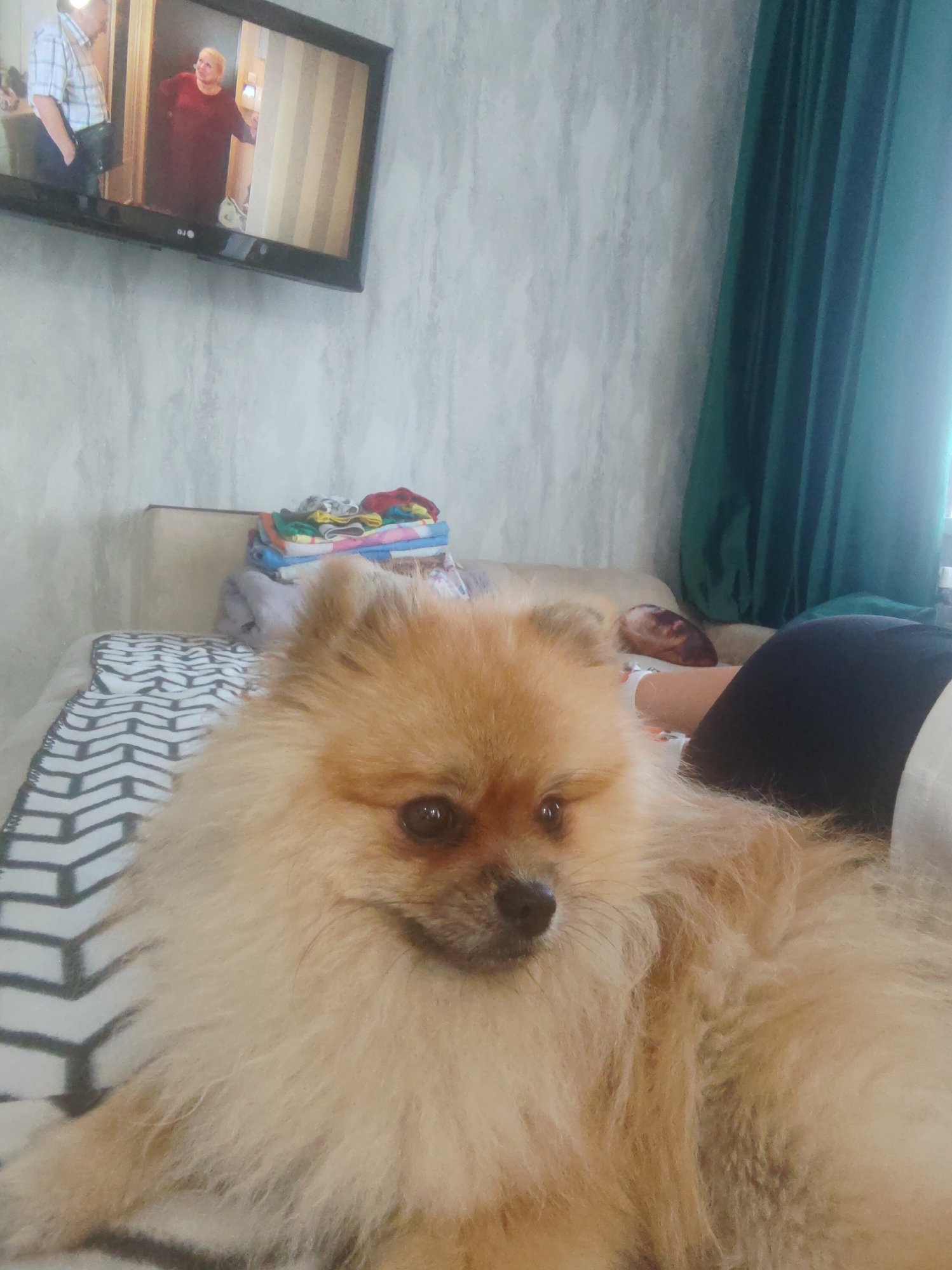 This is a horizontal, medium-shot, eye-level photograph of a Pomeranian dog in the foreground. The dog is light brown and tan with a fluffy coat and dark eyes. It is lying down on a bed with a black and white geometric patterned blanket. Behind the dog, a person's legs and black leggings are visible. To the right, a dark green curtain hangs. In the background, a television screen displays an image of two people, a man in a checkered shirt and a woman in a red dress. A stack of colorful folded clothes is on the bed behind the dog. The wall behind the bed appears to have a textured, light grey wallpaper. The scene is indoors, likely a bedroom or living room. There is no specific indication of the location being Komsomolsk-on-Amur, Russia.
