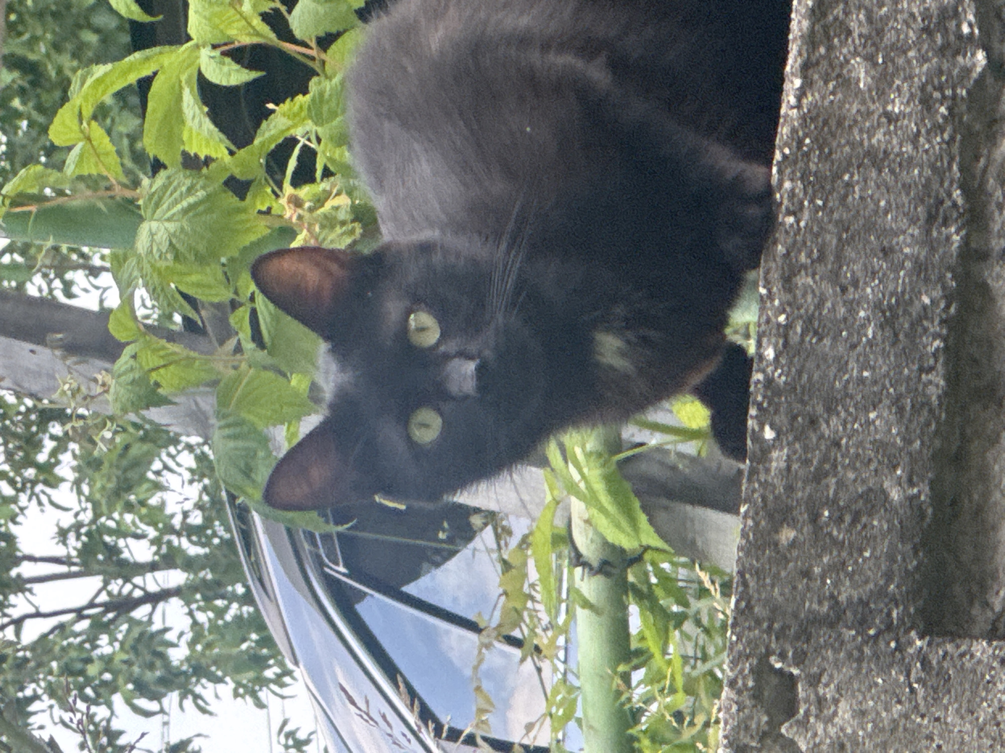 A black domestic shorthair cat with prominent green eyes is positioned on a coarse, grey concrete wall, looking directly forward. The cat's fur is primarily black, with a small patch of lighter, possibly white or light grey, fur visible on its chest. Behind the cat, dense green foliage, consistent with leafy plants or vines, extends upwards, with a horizontal green pole or stick partially obscured by the leaves. To the left of the cat and above the wall, a dark-colored vehicle, likely a car, is partially visible, showing its roofline and a side window that reflects a cloudy blue sky. Further in the background, out of focus, more green deciduous trees are visible against a bright, possibly overcast sky. The scene is located in the city of Unknown, Unknown.