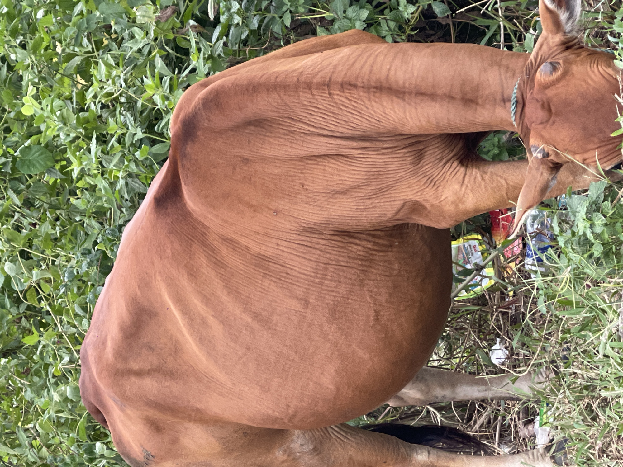 A brown cow with a visible rope around its neck is standing in a grassy area with dense green foliage behind it. The cow is facing downwards, appearing to eat from the ground. Scattered on the ground in front of and below the cow are various pieces of trash, including plastic bags and wrappers in red, yellow, and blue. The scene is consistent with the presence of stray animals in urban or semi-urban environments. This could be located in Đà Nẵng, Vietnam, where such sightings are not uncommon in areas with overgrown vegetation and scattered litter.