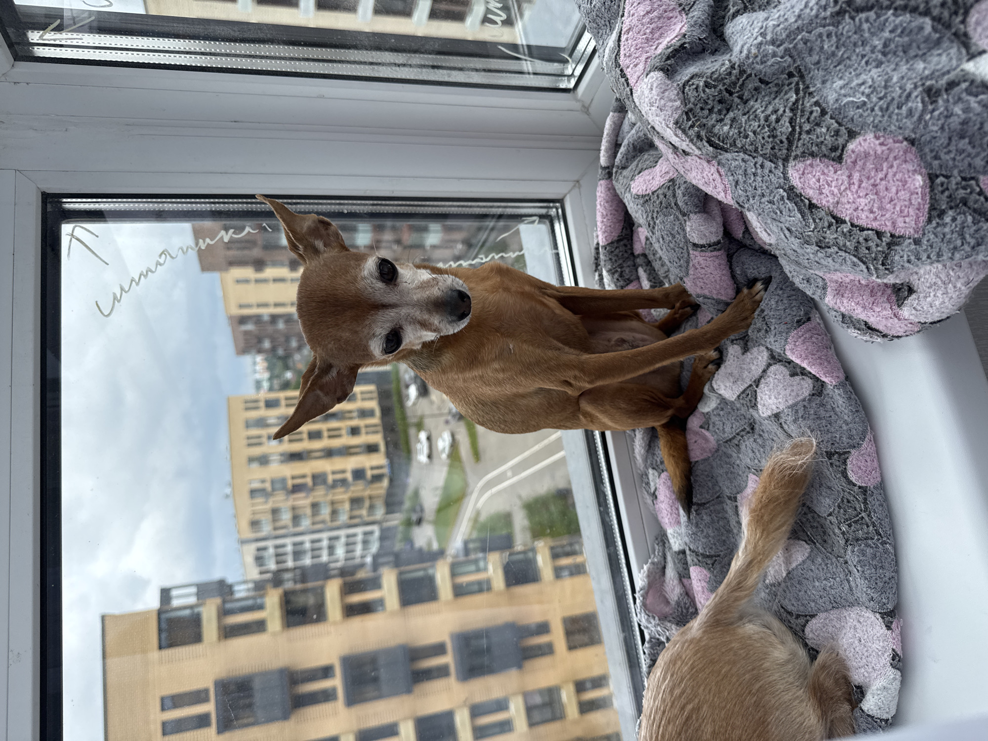A small, tan dog with large ears sits on a grey and pink patterned blanket on a windowsill. The dog is looking down with its head slightly tilted. Behind the dog, a large window looks out onto a city scene with tall, modern buildings and a cloudy sky. The lower half of another dog, also tan, is visible on the left side of the image, resting on the blanket. The window frame is white, and there are faint white markings on the glass, possibly from condensation or chalk. The building architecture suggests a developed urban area, consistent with descriptions of Laikovo, Russia, known for its residential complexes.