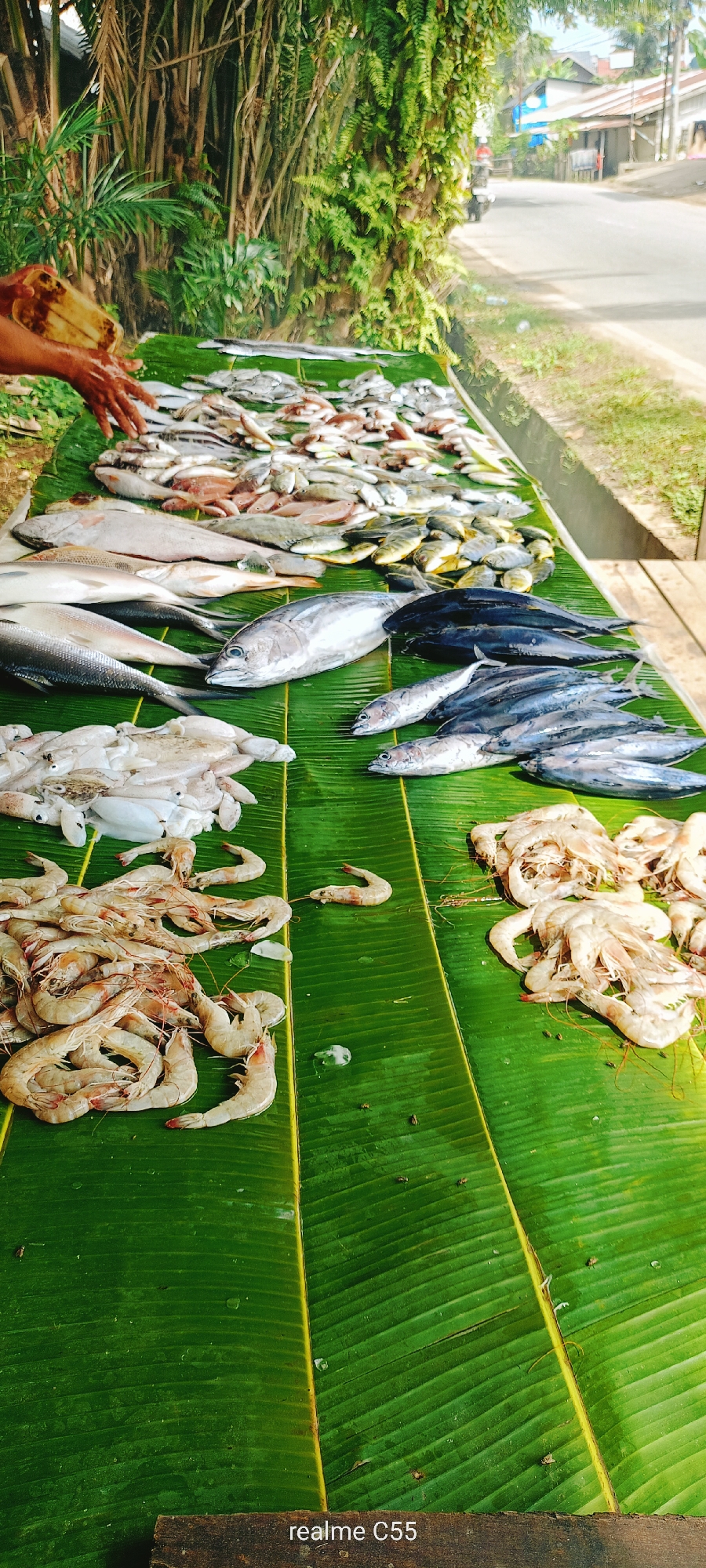 This full-shot image captures an outdoor seafood display in Lhokseumawe, Indonesia, situated alongside a paved road and dense tropical vegetation. Various types of fresh seafood are meticulously arranged on multiple large, vibrant green banana leaves that serve as the display surface, covering the foreground and midground.
On the left side of the image, the forearms and hands of an individual are visible. The hands appear wet or glistening, and the individual is manipulating a light-colored, possibly wooden, object over a section of the seafood display.
The seafood presented includes:
- A diverse assortment of fish spread across the upper and middle sections of the banana leaves. These include several large, elongated silver-bodied fish, multiple smaller dark blue/black fish, and numerous medium-sized fish displaying various hues from silver to reddish-brown and yellowish. Some larger, pale-bodied fish and smaller flatfish are also discernible.
- Two distinct piles of raw, uncooked shrimp or prawns are visible. A large pile occupies the lower-left quadrant, and a smaller pile is located in the lower-right. The shrimp are predominantly light pinkish-grey to off-white.
- A group of cleaned, white squid or cuttlefish is present in the lower-middle-left section.
Small, clear ice fragments are sparsely scattered among the seafood, suggesting a method of preservation.
The background consists of lush green tropical foliage, including large palm fronds and dense ferns, behind the seafood display. To the right, a paved road stretches into the distance, with simple, low-rise buildings featuring metal roofs visible along its edge. A motorcycle with a rider is partially visible on the road in the upper-right quadrant, moving away from the viewer.
The scene is illuminated by bright, natural daylight. Small dark insects are observed on the banana leaves, particularly around the shrimp piles. A dark wooden plank is visible at the very bottom edge of the image, and a "realme C55" watermark is present at the bottom center.