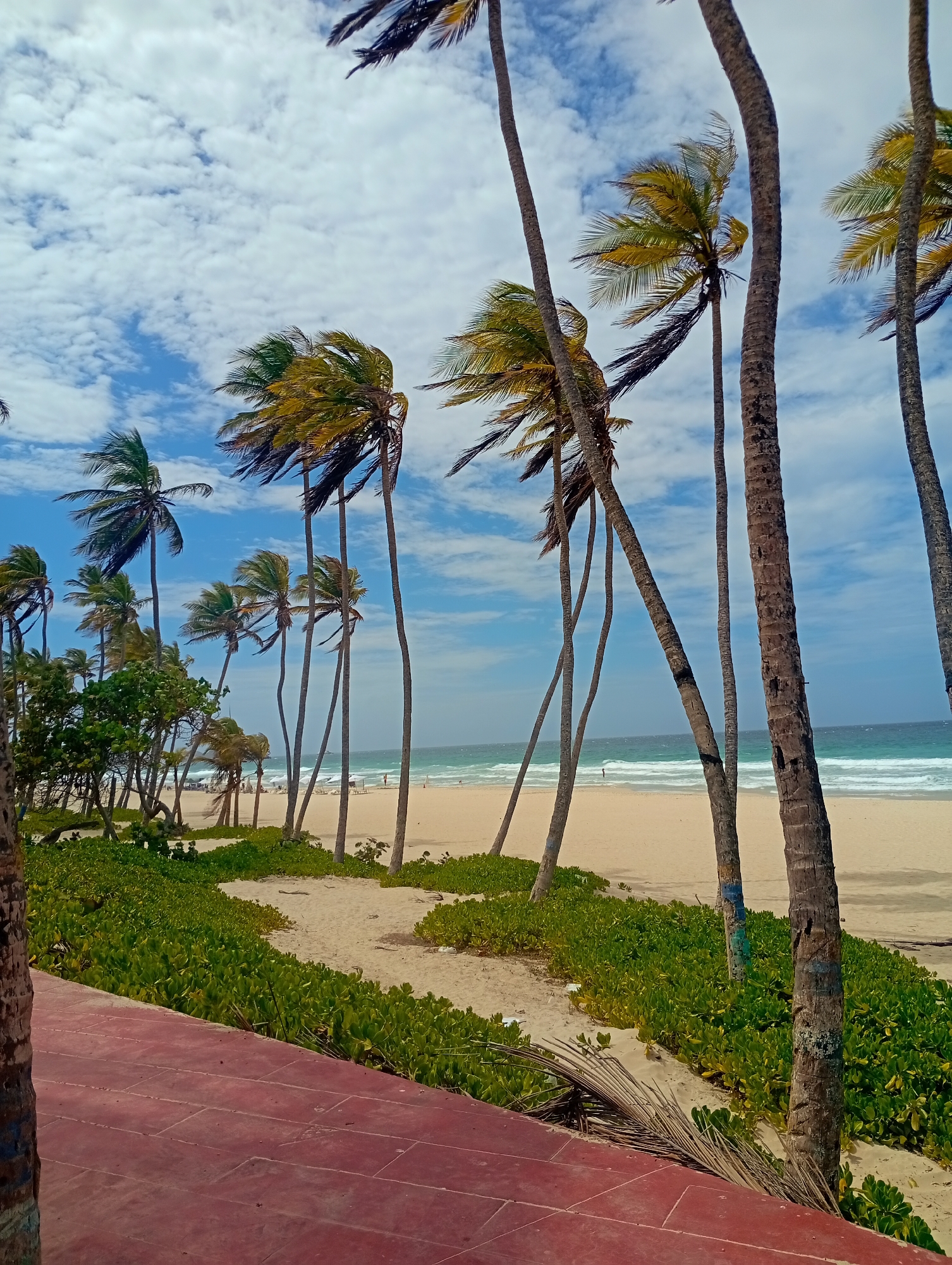 This vibrant image captures a scenic view of Playa El Agua in Venezuela, showcasing a tropical beach under a bright, partly cloudy sky. The dominant subjects are numerous tall, slender palm trees, their fronds visibly swaying and bending from a brisk wind, indicating a breezy day. Many of these palm trees lean dramatically towards the beach, and some have faded blue or green markings on their lower trunks.
In the foreground, a reddish-brown tiled path or walkway is partially visible on the left and bottom edges, adjacent to a lush strip of dense, green ground vegetation. This green foliage acts as a natural border, separating the path from the expansive, light-colored sandy beach. A fallen, dried palm frond lies on the sand near the tiled path.
Beyond the vegetation and sand, the turquoise-blue ocean stretches into the distance, with white-capped waves actively breaking near the shore. Small, indistinct figures of people can be seen sparsely scattered on the distant beach and in the water, suggesting recreational activity. Further down the beach, white beach umbrellas and possibly lounge chairs are visible.
The time of day appears to be midday, with bright sunlight illuminating the scene. The weather is sunny with significant patches of white cumulus clouds against a clear blue sky, adding depth to the upper portion of the image. No visible text is present in the image. The overall scene evokes a sense of natural beauty and a relaxed, tropical atmosphere.