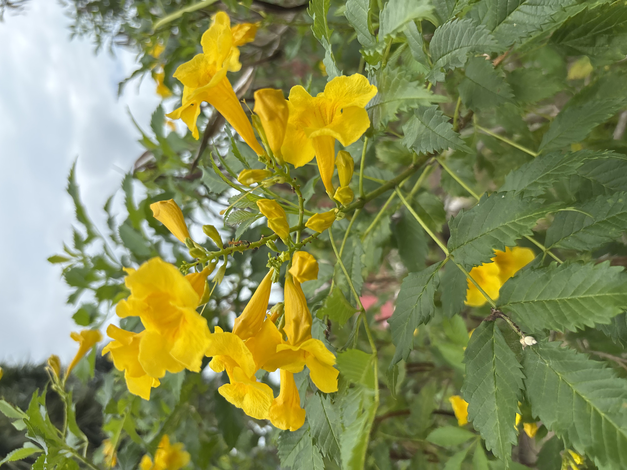 The image captures a cluster of vibrant yellow flowers with a trumpet-like shape, interspersed among green leaves with serrated edges. The flowers appear to be in full bloom, with some buds still closed. The backdrop reveals a cloudy sky, suggesting an overcast day. The context provided specifies the location is บ้านบางรักษ์, Thailand, but no specific landmarks or details confirm the city. No people, actions, or interactions are depicted.