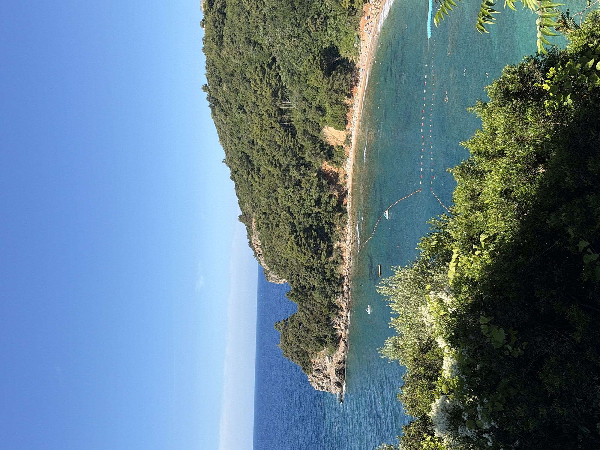 This is a high-angle, full shot of a scenic coastal view in Budva, Montenegro. The image is dominated by a crescent-shaped bay with clear turquoise water. A lush, green, tree-covered hillside slopes down to the right, forming the backdrop of the bay. The beach, located at the base of the hill, is populated with many sunbathers and swimmers, indicating a popular tourist destination. The water is further delineated by buoys and ropes, marking swimming areas. A few small boats are visible in the bay. In the foreground, thick green foliage with white flowers and lighter green leaves partially obscures the view, creating a sense of depth and natural framing. The sky is a clear, bright blue, suggesting a sunny day. To the left, rocky cliffs covered in vegetation jut out into the deep blue sea. The scene captures a vibrant summer day at a Mediterranean beach.