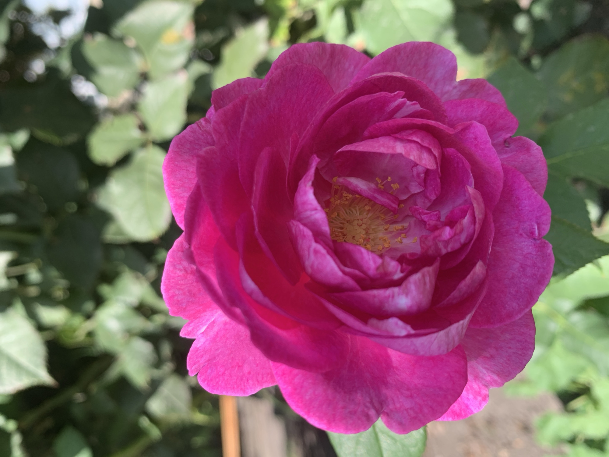A close-up, top-down view of a vibrant pink rose blossom is captured outdoors. The rose is in full bloom, with numerous petals unfurling to reveal a cluster of yellow stamens in the center. The petals display subtle variations in shade, with lighter pink or white accents on some. The background is softly blurred, showing green foliage and hints of earthy tones, suggesting a garden setting. The image does not contain any discernible features that would allow for a precise location within Lviv, Ukraine, or any specific environmental or architectural context.