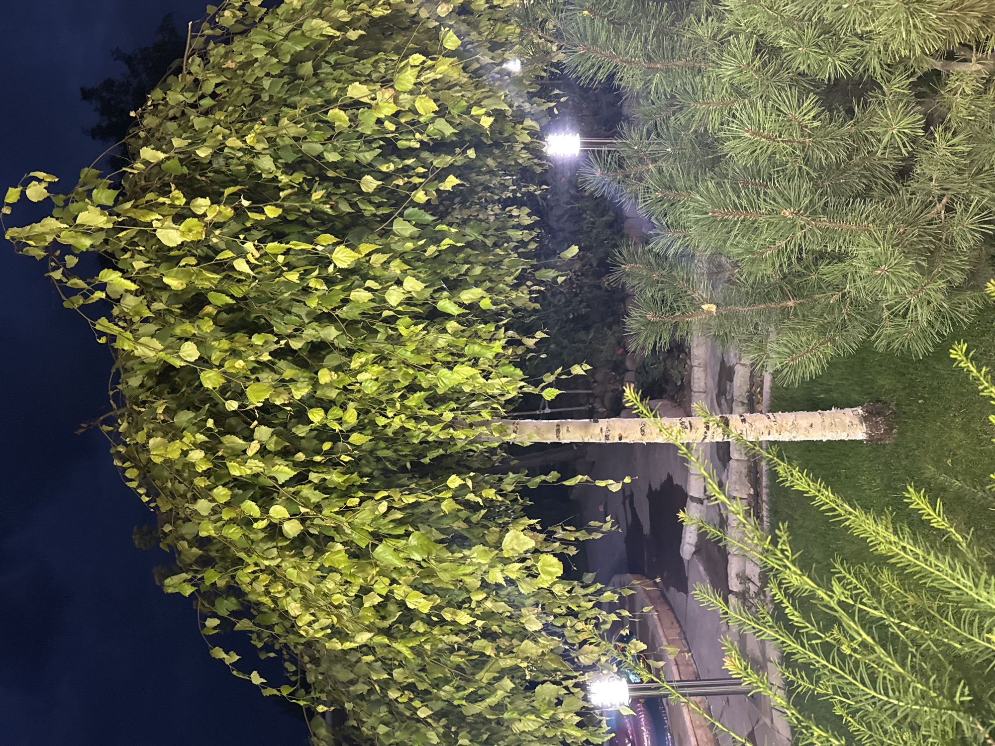 This image depicts a weeping birch tree with its branches hanging down, illuminated by artificial light at night. The tree has a white, patterned trunk and is surrounded by lush green grass. In the foreground, there are pine shrubs and other greenery. A paved path with stone borders is visible behind the tree. Two outdoor lamps are also present, one to the left and one to the right of the frame, providing illumination to the scene. The background shows a dark sky and foliage. The location is identified as Tash-Moinok, Kyrgyzstan. There are no people or animals visible in the image.