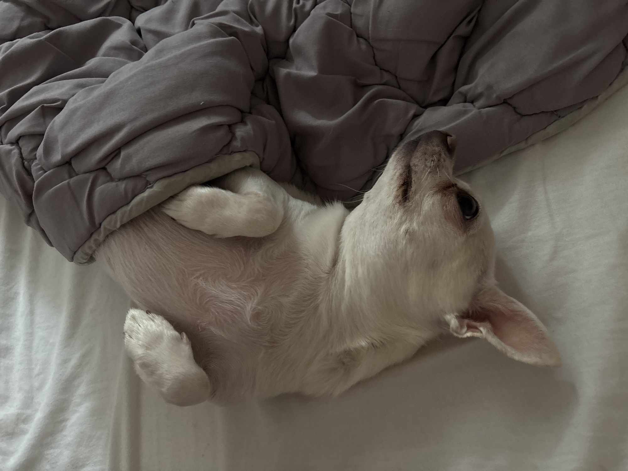 A light-colored dog is partially covered by a gray duvet on a white sheet. The dog is lying on its back with its paws in the air. Its head is turned to the right, and its eyes are closed. The dog appears to be sleeping. The image is taken from a top-down perspective. The location in the city of Shepetivka, Ukraine is unknown.