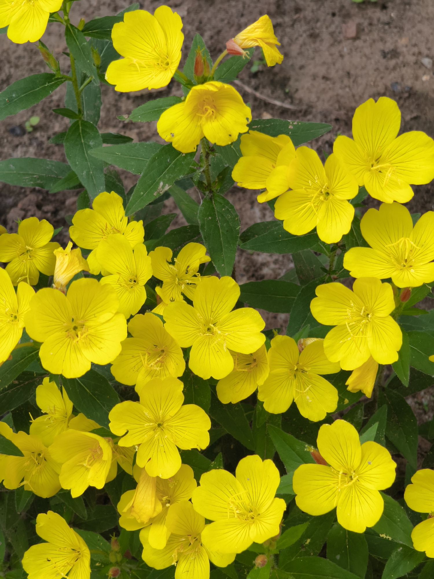 A close-up, top-down view of a patch of bright yellow flowers with five petals each, likely Evening Primrose, blooming among dark green foliage. The flowers are in various stages of bloom, with some fully open and others still buds or partially closed. The background consists of dry, brown soil with some scattered pebbles. There are no people or animals visible in the image, and no identifiable landmarks place it specifically within Chaikovsky, Russia. The lighting suggests it is daytime, with no shadows indicating a direct overhead sun.