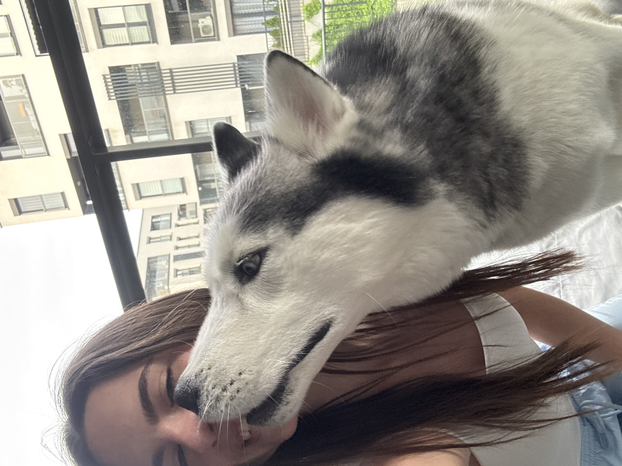 This close-up, upward-angled image depicts an affectionate interaction between a young woman and a husky dog. The dog's head is prominent in the foreground, resting gently on the woman's face, creating an intimate moment.
The woman, partially visible on the lower left, has dark brown hair that flows around the dog's head. Her left eye, eyebrow, nose, and part of her mouth are seen, conveying a relaxed or slightly smiling expression. She is wearing a white or light-colored top.
The husky, with its distinctive grey, black, and white fur patterns, shows the left side of its face. Its left eye is open and appears to be looking downwards. Details of its snout, whiskers, and ear are visible, highlighting the texture of its fur.
In the background, a modern multi-story building with numerous windows and some balcony structures is visible. Green foliage can be glimpsed behind the building, suggesting an urban or suburban residential setting. The bright, clear daylight indicates it is daytime. The scene evokes a sense of warmth and companionship between the woman and her pet. There is no visible text in the image.