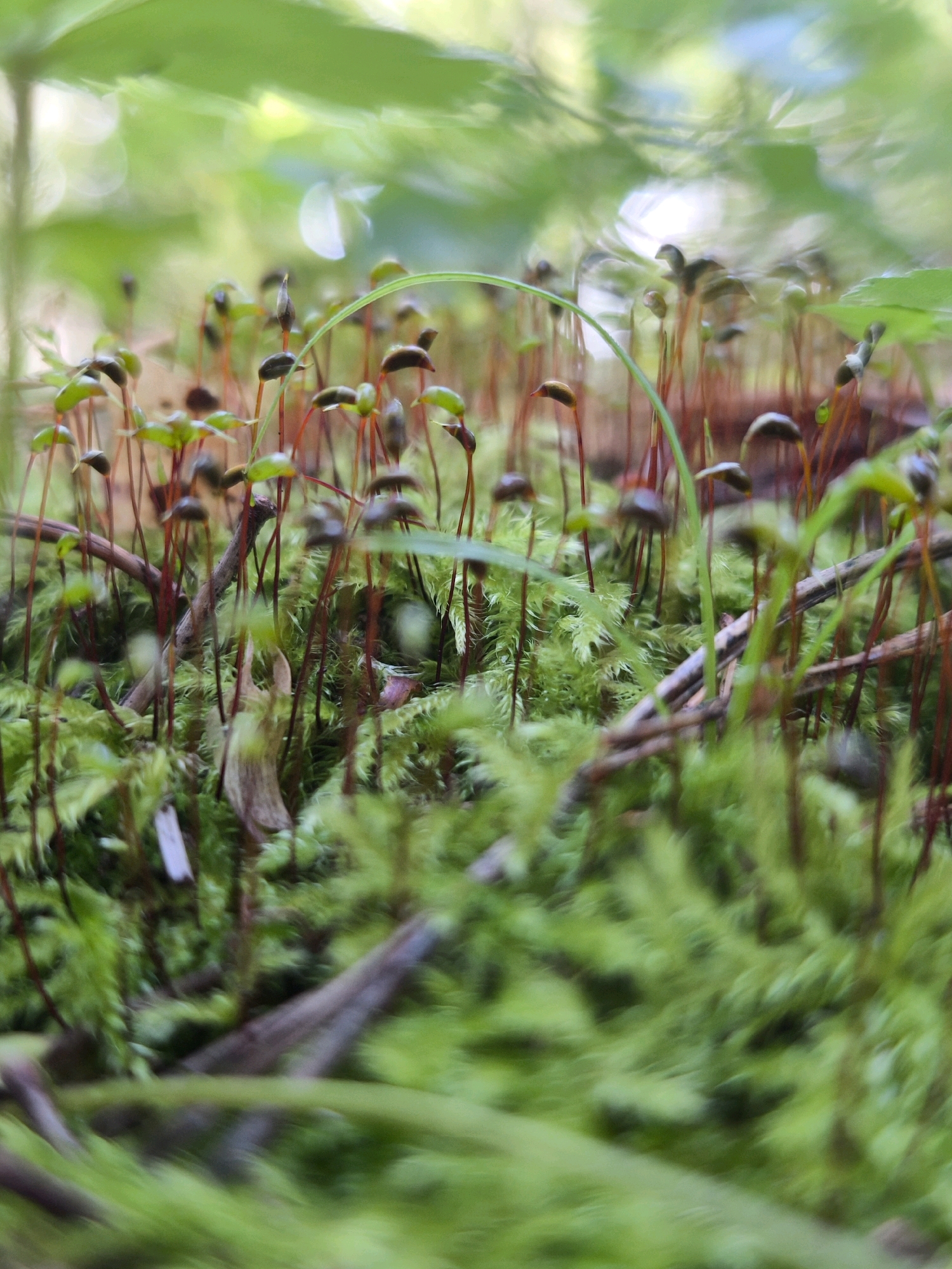 The image depicts a close-up, macro view of moss and its sporophytes. The moss is a vibrant green, with numerous thin, reddish-brown stalks (setae) topped with dark, capsule-like structures (sporangia). The background is blurred, showing soft green foliage and hints of light, suggesting an outdoor environment. There are no people or man-made objects visible. This scene is consistent with a natural setting, such as a forest floor or shaded area within a park or garden. Without further context or identifiable landmarks, it is not possible to determine if this image was taken in the city of Mahilyow, Belarus, or any other specific location.