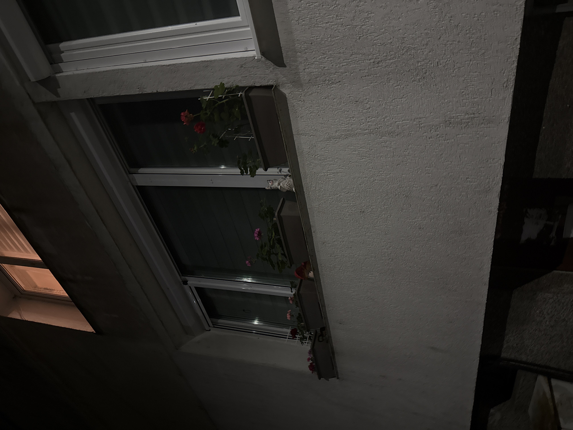 The media file presents a nighttime, upward-angled view of a building exterior, likely focusing on the upper floors or attic level. Several slanted windows, appearing to be skylights or attic windows, are set into a light-colored, textured wall, possibly stucco or plaster.
Below two of the windows, dark-colored flower boxes are visible, containing green plants with vibrant red and pink blossoms, suggestive of geraniums. On the sill of one of these windows, a small, white decorative figurine, possibly a cat or similar animal, is subtly placed. The overall darkness of the scene indicates it is either late evening or night. A faint, warm, orange-toned light emanates from inside a window located in the lower-left portion of the image, suggesting an inhabited interior.
The wall exhibits a coarse, somewhat uneven texture. Shadows obscure parts of the building and adjacent structures to the left and right, creating a sense of depth and emphasizing the low light conditions. The scene is static, with no human activity or movement captured. The architectural style, with its textured facade and integrated windows, aligns with typical urban building designs found in locations like Burgas, Bulgaria. No visible text is present in the image.
