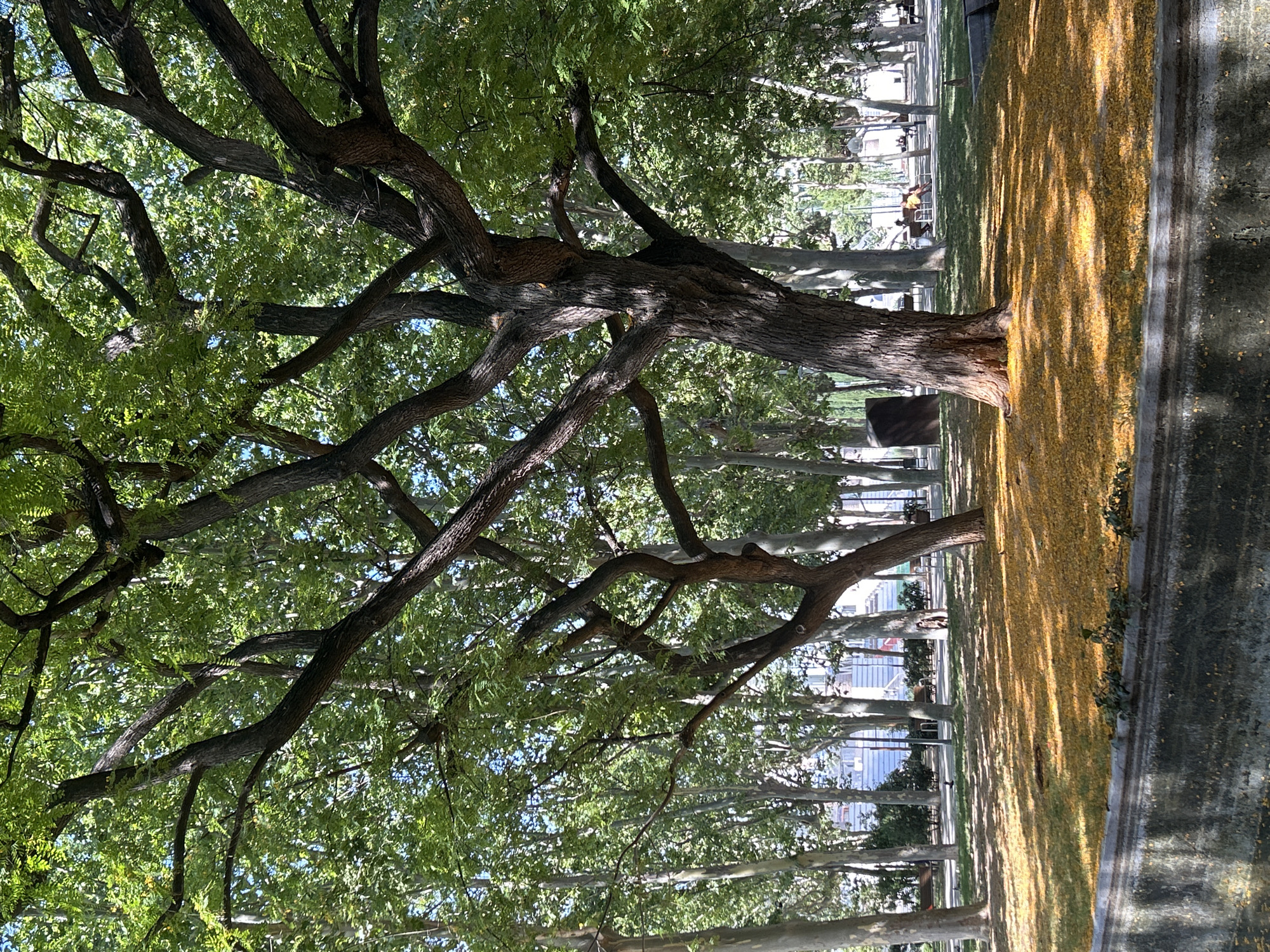 This is an image of Parc de la Ciutadella in Barcelona, Spain, taken on a sunny day with dappled light filtering through the trees. The foreground features a stone-lined canal or body of water with reflections on its surface. Beyond the water, a grassy area is covered with a thick carpet of fallen yellow leaves, indicating it is likely autumn. Several large trees with intricate branching patterns dominate the scene, with their leaves forming a dense canopy overhead. In the middle ground, a row of slender trees with lighter bark stands, creating a more structured visual element. Further in the background, a pathway is visible with benches where a few people are seated, enjoying the park. The overall impression is one of a peaceful, natural setting within an urban environment.