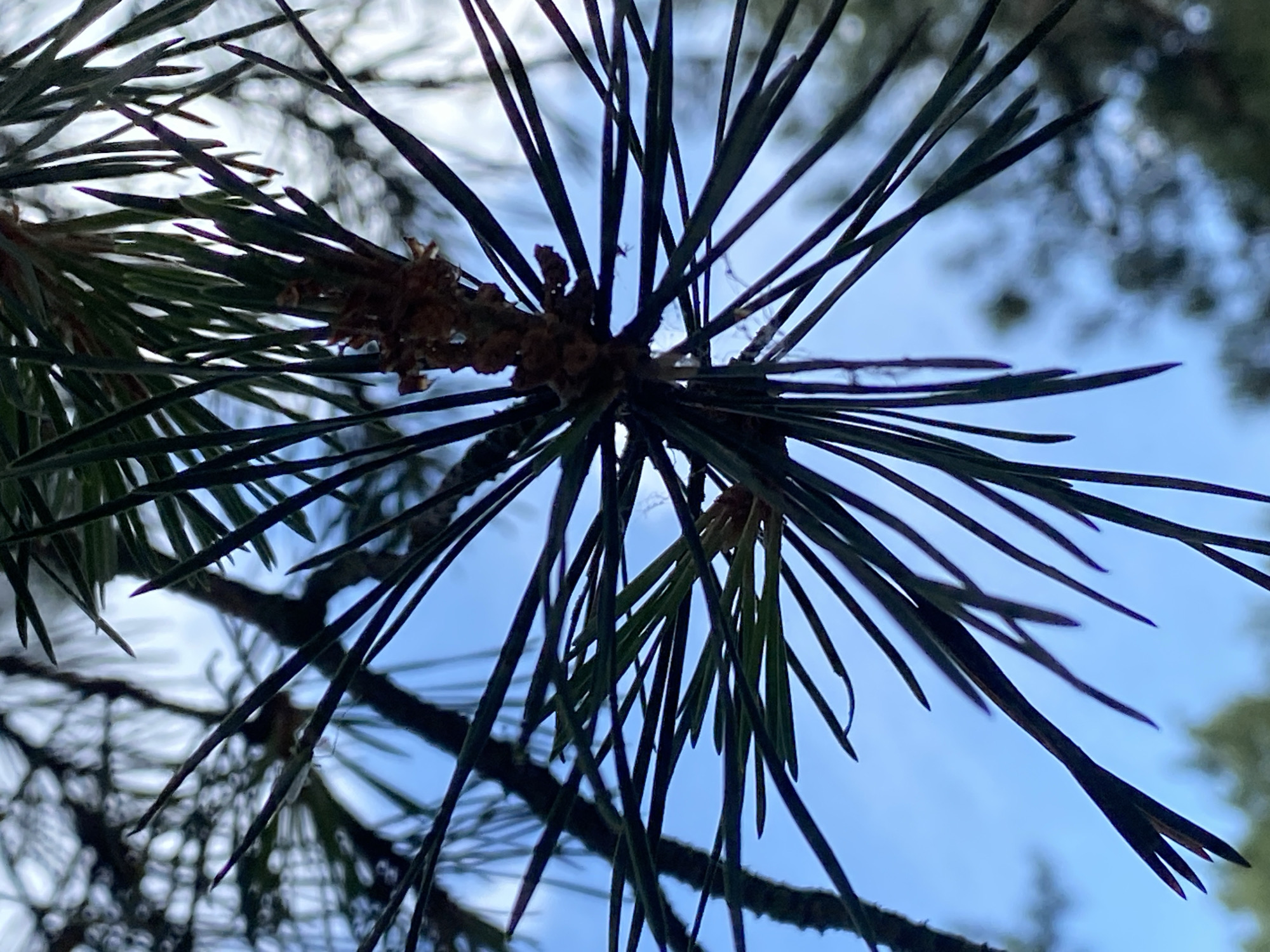 This is a close-up, low-angle shot of pine needles against a bright blue sky. The needles are dark green and sharp, radiating outwards from a central point on a branch. The sky is mostly clear, with a few wispy white clouds visible in the background. The image appears to have been taken outdoors in a natural setting. There are no people, animals, or man-made structures visible in the frame. The overall impression is one of natural beauty and a focus on the intricate details of the pine needles. The location in Baltiiskoe, Russia, suggests a potentially coniferous forest environment.