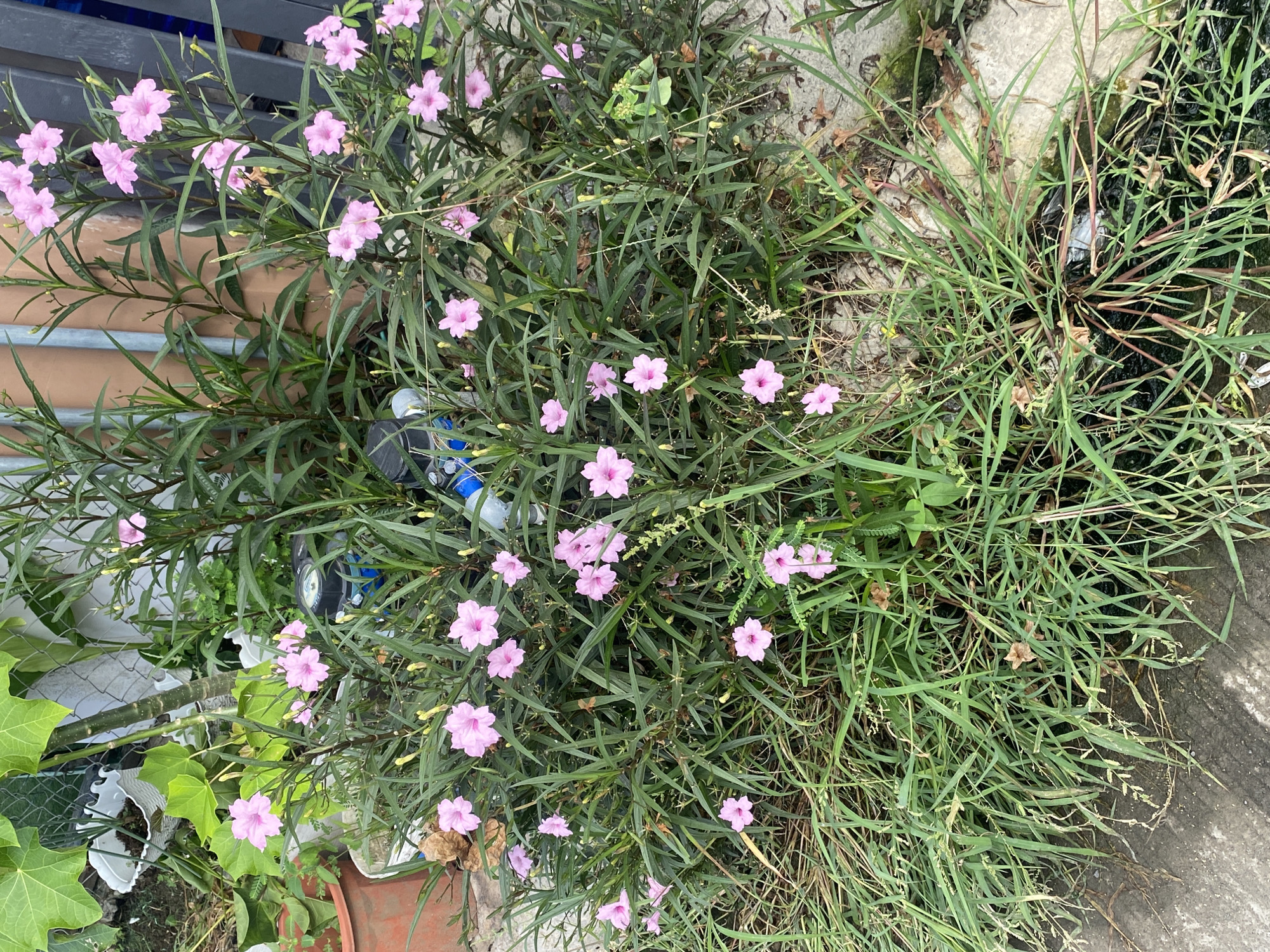The image presents an overhead view of a vibrant, naturalistic outdoor scene in Davao City, Philippines, under bright daylight. The central and most prominent feature is a dense bush of a flowering plant, likely *Ruellia simplex* (Mexican Petunia), characterized by numerous small, trumpet-shaped pink blossoms scattered among its long, narrow, dark green leaves. Many of these flowers are in bloom, adding pops of color to the rich green foliage, with a few visible buds and spent flowers.
To the right and interspersed with the flowering plant, a thick growth of various green grasses and weeds extends across the frame, indicating a somewhat unkempt or wilder area. In the background, particularly on the left, elements of human presence are visible: a dark metal fence or railing runs horizontally, and toward the bottom left, there are several potted plants, including one with large, light green, lobed leaves, and a terracotta pot alongside white plastic containers. Scattered within the dense plant growth, especially towards the bottom center, are several discarded items like blue and clear plastic bottles, suggesting an informal setting where waste may accumulate. The ground beneath the vegetation appears to be a mix of soil and concrete. The overall impression is that of a verdant, lively patch of nature thriving in an urban or suburban environment.