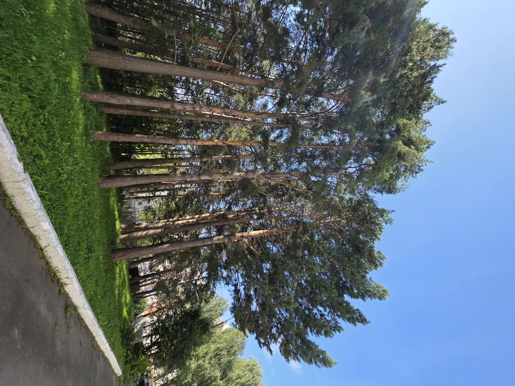 A low-angle, full shot captures a cluster of tall pine trees against a bright blue sky. The trees stand on a grassy incline, with their trunks and branches dominating the foreground and midground. Sunlight filters through the dense green foliage, casting dappled shadows on the ground. In the background, a few buildings with reddish-brown roofs are visible behind the trees, suggesting an urban or suburban setting. A paved pathway with a white concrete curb runs along the bottom right of the image, bordering the grassy area. The scene appears to be from Chaikovsky, Russia, given the context. There are no people or animals present in the image. The overall impression is one of natural beauty within a developed area.