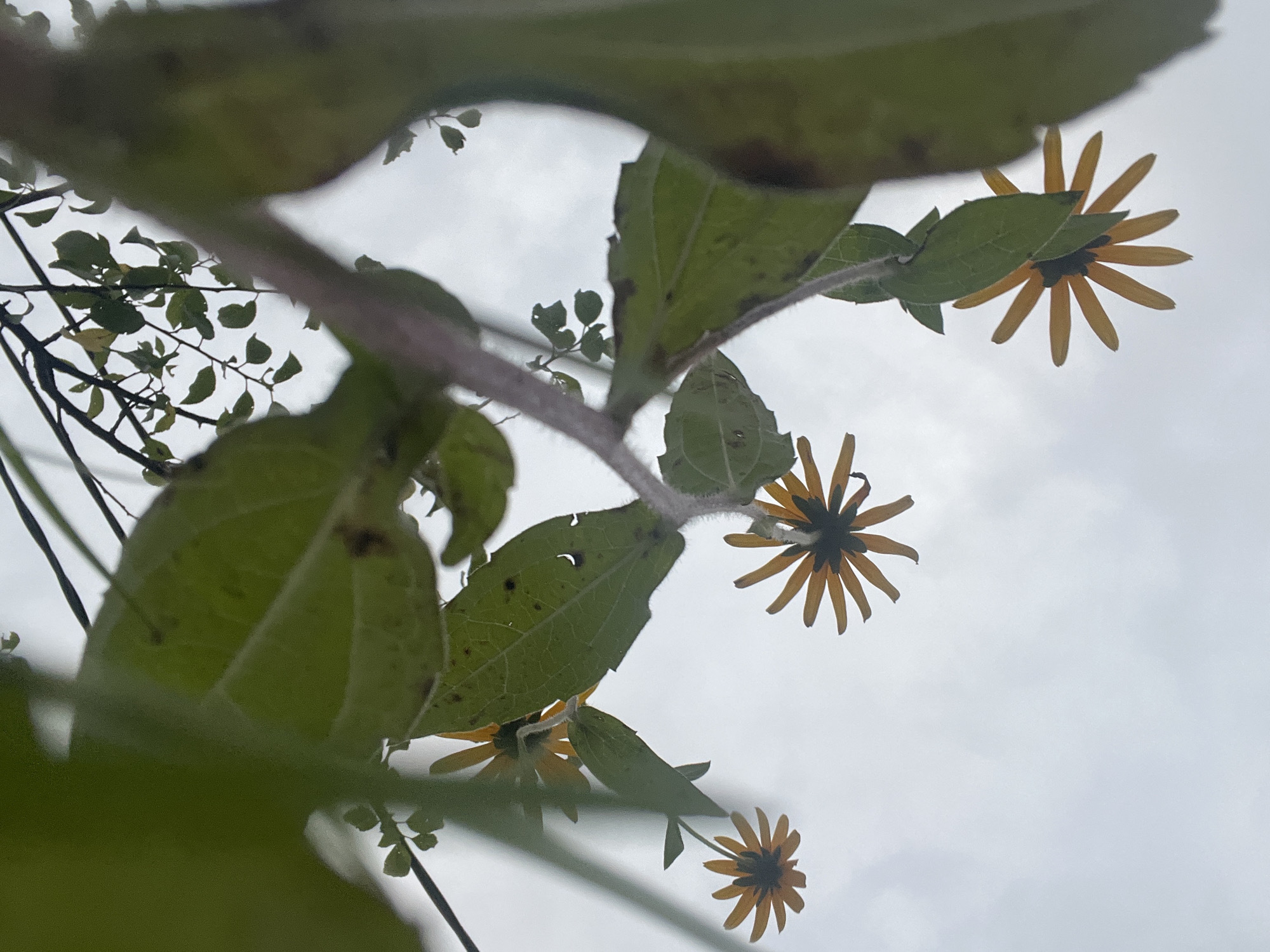 In Ureki, Georgia, an upward-facing shot captures a cluster of yellow and orange flowers with dark centers, hanging from a plant stem with green leaves. The sky is overcast.