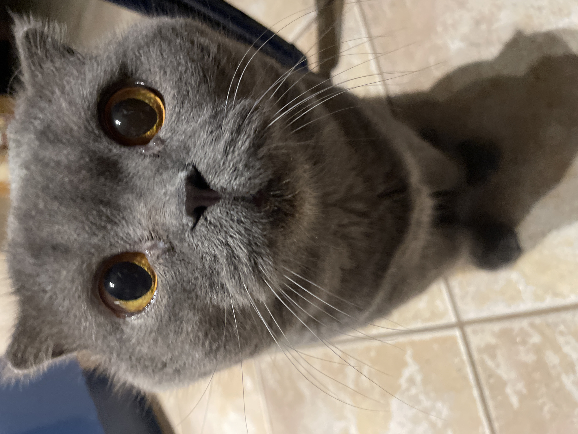 A grey cat with dense, short fur is the central subject, looking directly upwards into the camera. The cat has striking round eyes with bright yellow-orange irises and large black pupils, which show reflections of the surrounding light. Its dark nose is prominent in the center of its face, and numerous long, white whiskers extend outwards from its muzzle. The cat's ears are visible at the top of its head, appearing slightly folded or set back, characteristic of some breeds like a Scottish Fold.
The setting appears to be indoors, with light-colored tiled flooring visible in the background, featuring distinct grout lines. A dark, blurry object is present behind the cat, possibly furniture or a cat bed. The lighting is bright, illuminating the cat's face and eyes clearly. The cat's expression conveys curiosity and attentiveness, as it appears to be focused intently on something above it. There are no other subjects or explicit activities beyond the cat's attentive gaze. No text is visible in the image.