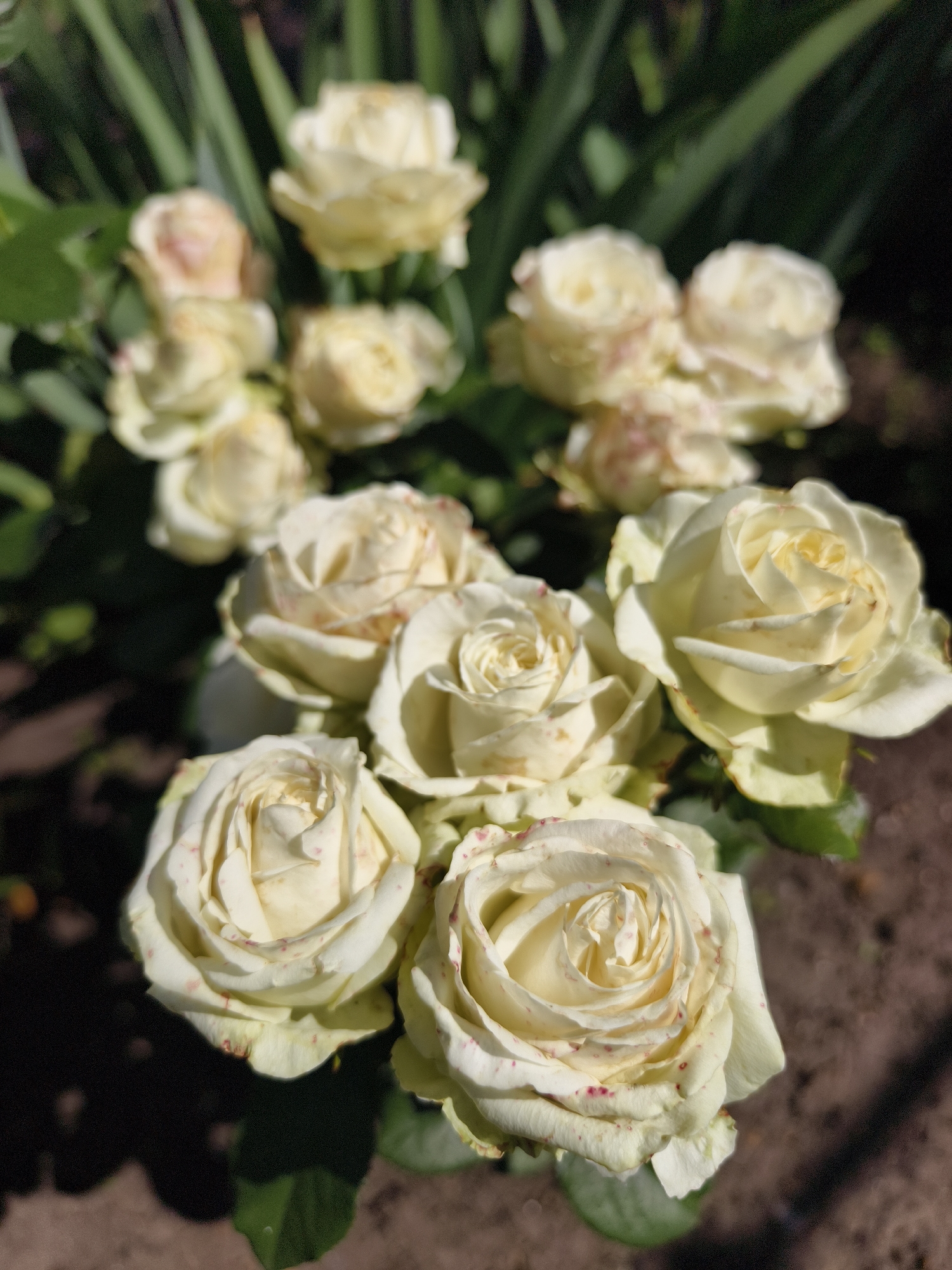 A close-up, eye-level shot captures a bouquet of creamy white roses with hints of pink speckles, arranged in the foreground. The roses vary in their stage of bloom, with some tightly furled and others more open, revealing intricate petal structures. Their leaves are a deep green. The background consists of blurred green foliage, suggesting an outdoor setting, possibly a garden. The ground beneath the roses is visible as dark brown soil, with some lighter brown patches. The lighting indicates it is daytime, with sunlight casting shadows and highlighting the textures of the petals. There are no people or animals present in the image. The scene is likely located in the vicinity of Семилетка, Russia, a rural settlement, given the presence of cultivated flowers and natural earth.