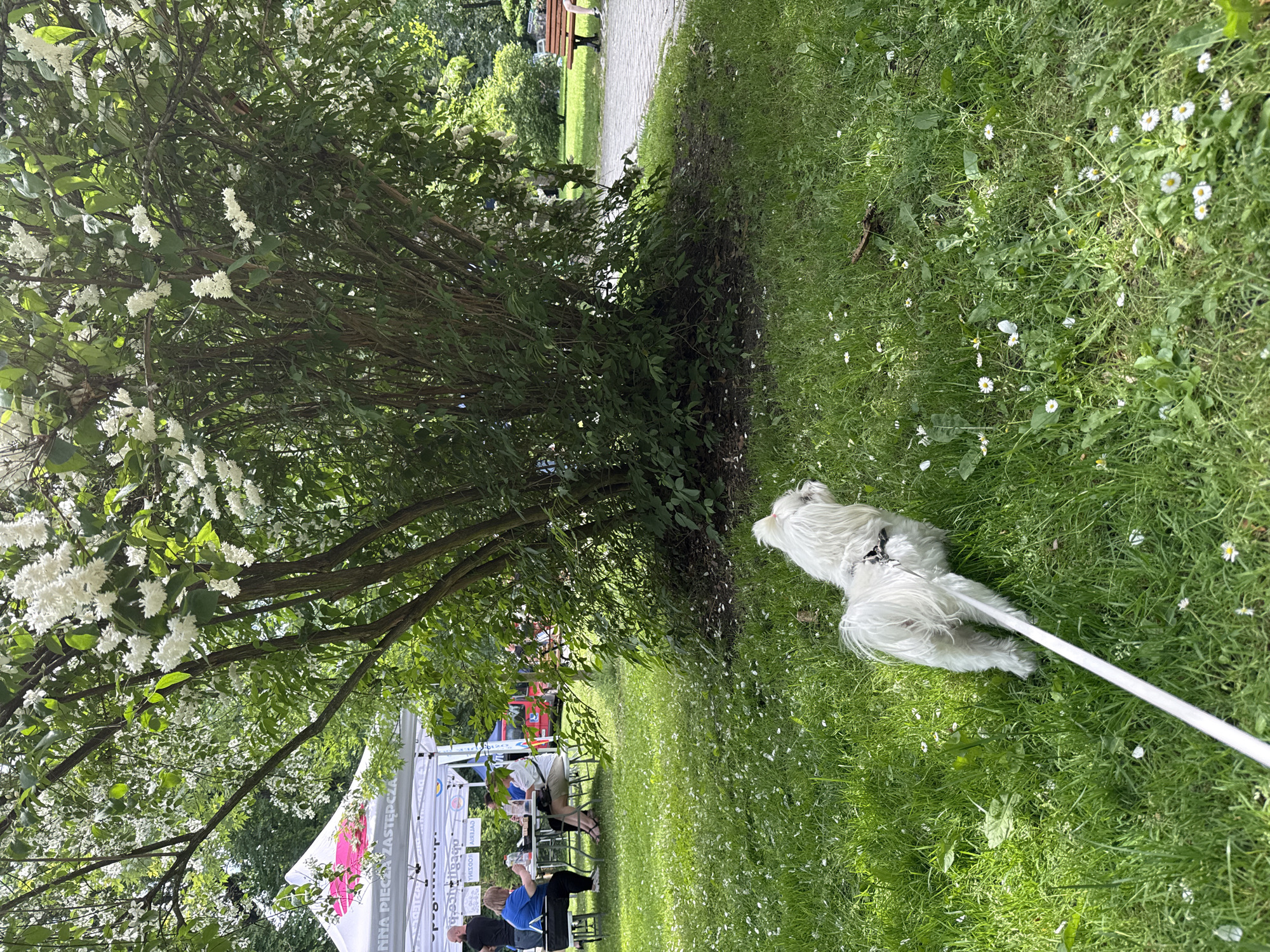 The image depicts an outdoor public park on a clear, sunny day. In the foreground, a small white Maltese-type dog with long fur and a pink bow on its head walks away from the camera on a white leash. The dog is on a patch of lush green grass dotted with numerous small white daisies and fallen white petals.
In the midground, a dense shrub or small tree with abundant clusters of white flowers occupies the center. To the left of this flowering plant, a large white tent with partially visible black and pink Polish lettering (including "NNA PIECZA ZASTĘPCZA" and reversed "e-ostoligapo" and "CYTEISIAJ") is erected. Under the tent, several people are present. On the left side, two individuals are seated at white tables: one person in a blue shirt faces right, seemingly engaged with items on the table, while another is partially visible next to them. A man in a dark t-shirt stands near the tent's left edge.
To the right of the central flowering plant, a paved pathway runs diagonally into the background. In the distant background, more green trees and foliage are visible, and a wooden park bench with orange-brown slats and dark legs is situated next to the path. A person's legs, clad in light-colored pants, are visible on the bench, indicating someone is seated there. The overall scene suggests a public gathering or event taking place within a park environment.