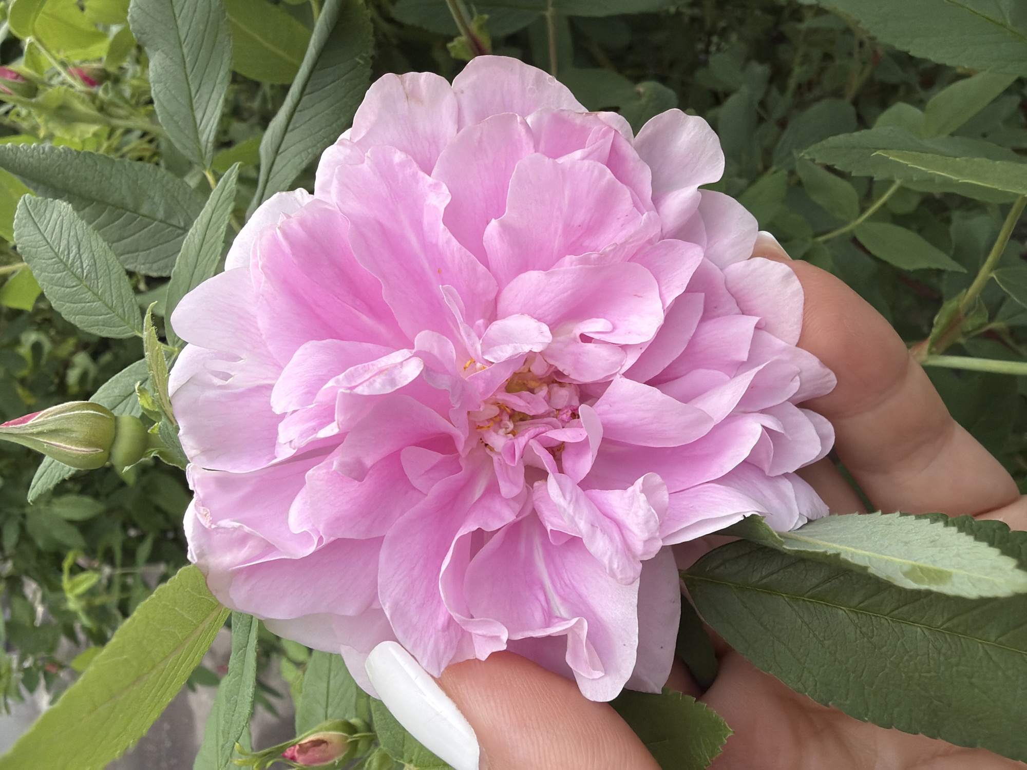 A close-up photograph captures a large, fully bloomed pink rose, partially obscured by a hand with a long, white fingernail. The rose exhibits numerous layers of petals, creating a lush and textured appearance. Green leaves surround the flower, indicating it is still attached to the plant. Two rosebuds are also visible among the foliage. The background appears to be a garden setting. The location and city are unknown.