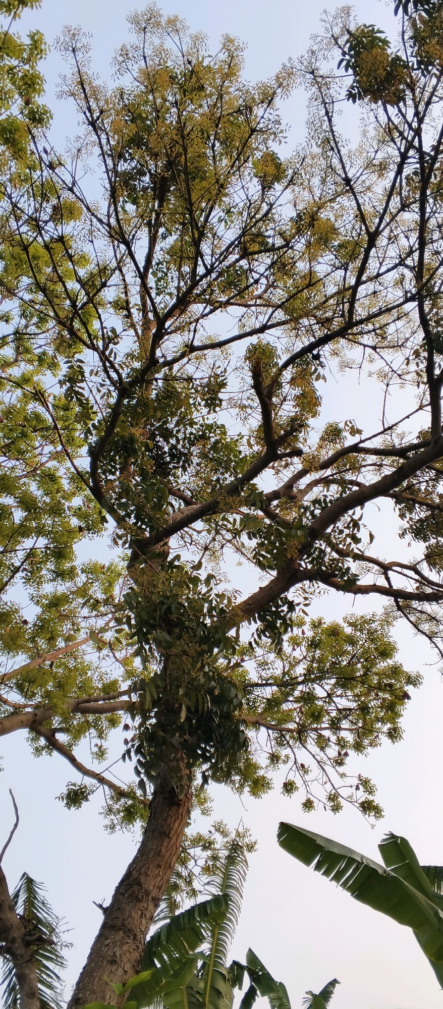 This is a low-angle, vertical shot of a tree with lush green foliage and a textured bark trunk. The branches spread outwards and upwards against a pale, overcast sky. In the lower right corner, several large, broad green leaves, possibly from a banana plant, fan out into the frame. The scene is likely outdoors, given the natural elements. While the image does not explicitly show any people or specific actions, it captures a natural environment. The context of Japanan, Indonesia suggests a tropical or subtropical climate suitable for this type of vegetation.