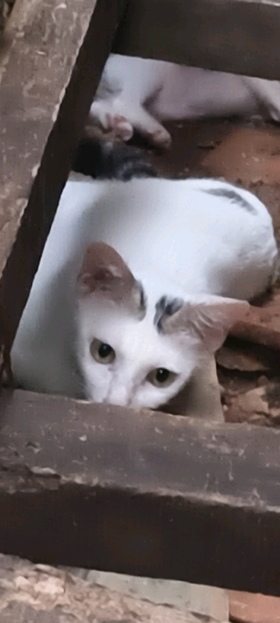 A white cat with black markings on its head and back is peeking out from behind a dark brown wooden beam. The cat's face is clearly visible, with green eyes and a pink nose. The background consists of reddish-brown ground, possibly dirt or brick fragments, and another white cat lying down in the upper right corner of the image. The scene appears to be outdoors, in an area that might be under construction or a rustic outdoor space. The overall impression is one of a domestic animal in a simple, possibly slightly unkempt, environment.