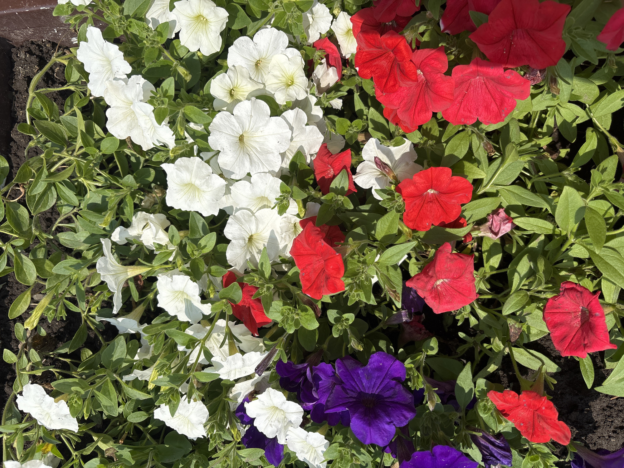 The image is a close-up, overhead shot of a flowerbed filled with petunias of various colors: white, red, and deep purple. The flowers are in bloom and their green leaves are visible throughout the frame. Some of the flowers are fully open, while others appear to be buds or slightly wilted. The soil is dark and visible in patches between the plants. The lighting suggests it is daytime, with sunlight casting shadows. There are no people or specific landmarks visible that would indicate a location within the city of Kordovo, Russia. The scene depicts a natural outdoor environment, likely a garden or public park.