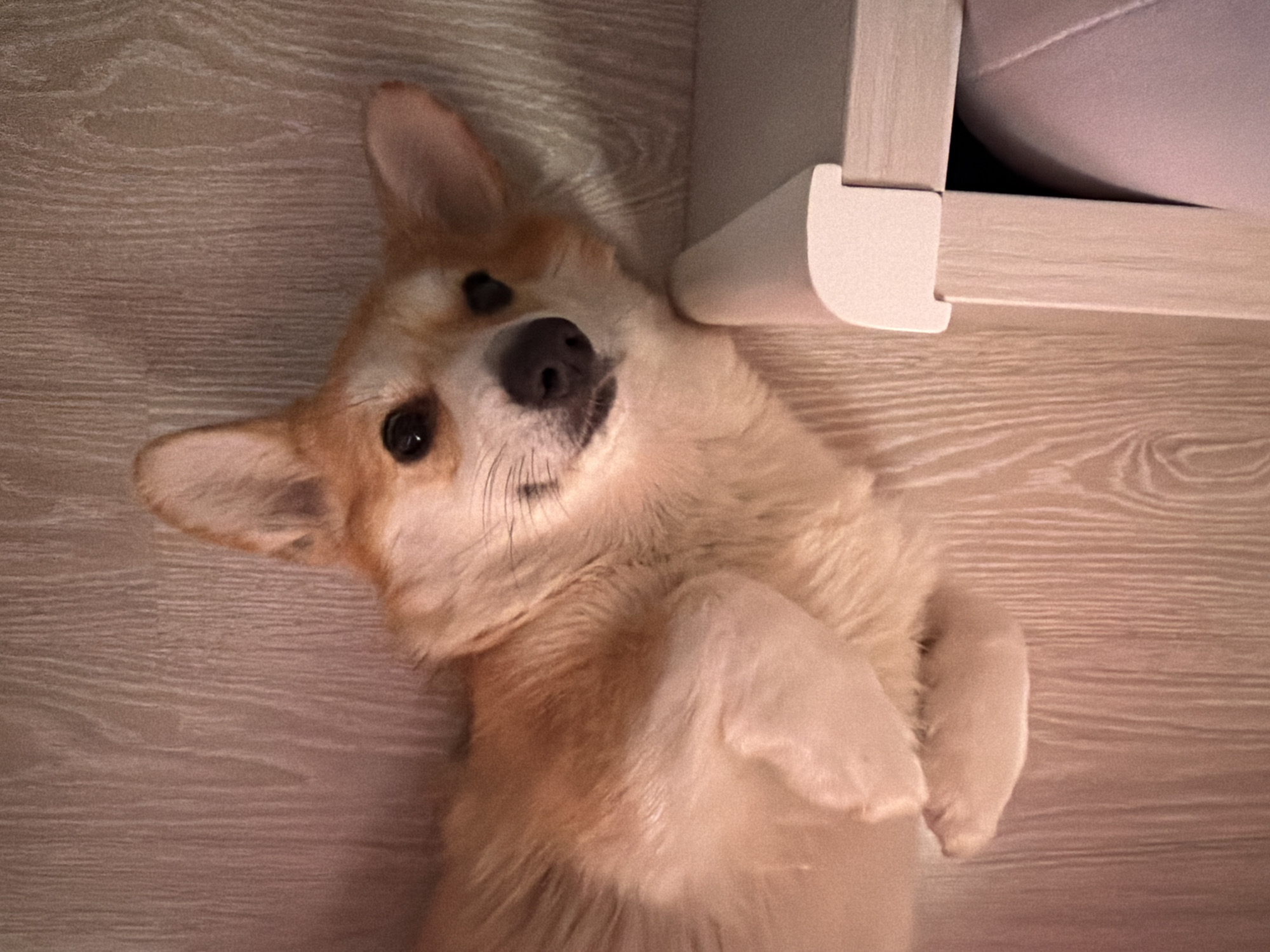 An indoor scene in Chaikovsky, Russia, features a fawn and white Pembroke Welsh Corgi dog lying on its left side on a light-colored wooden or laminate floor. The dog's head is angled towards the viewer, displaying dark eyes and a dark nose, with its mouth slightly open in a soft expression. Its front paws are tucked beneath its chest. To the right of the dog, a light-colored furniture piece, possibly a cabinet or desk, is partially visible, featuring a white corner protector or trim. The environment is illuminated by warm, artificial light.