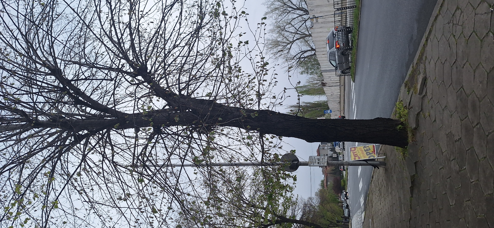 The image shows a street scene in what appears to be Blagoevgrad, Bulgaria. A large tree, mostly bare, occupies the left side of the frame, its trunk running horizontally. Some small green buds are visible on the branches. To the right of the tree is a sidewalk paved with hexagonal tiles, and beyond that, a street with a white crosswalk. A silver car with illuminated tail lights is visible on the road. Across the street, a long, white wall runs parallel to the road. A signpost is positioned near the tree, and a promotional sign is also visible, partially obscured. In the background, buildings and additional trees can be seen. The sky is overcast.