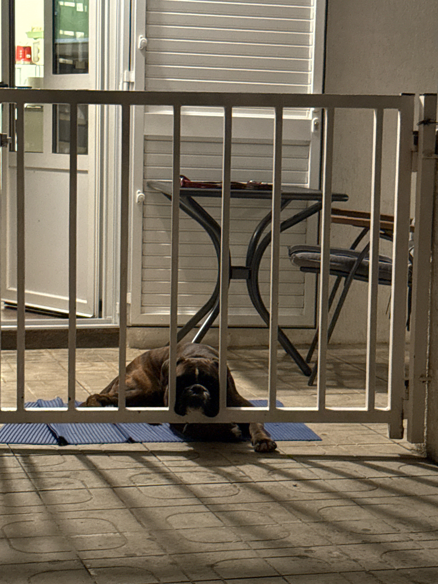 A brindle boxer dog is lying on a blue mat on a tiled patio, with its head resting on the ground. It is behind a white metal railing. In the background, there is a glass door and a white slatted shutter. A round table with a dark metal base and a wooden top, and a chair with a striped cushion are also visible. The scene appears to be on a balcony or porch, possibly in Makarska, Croatia.
