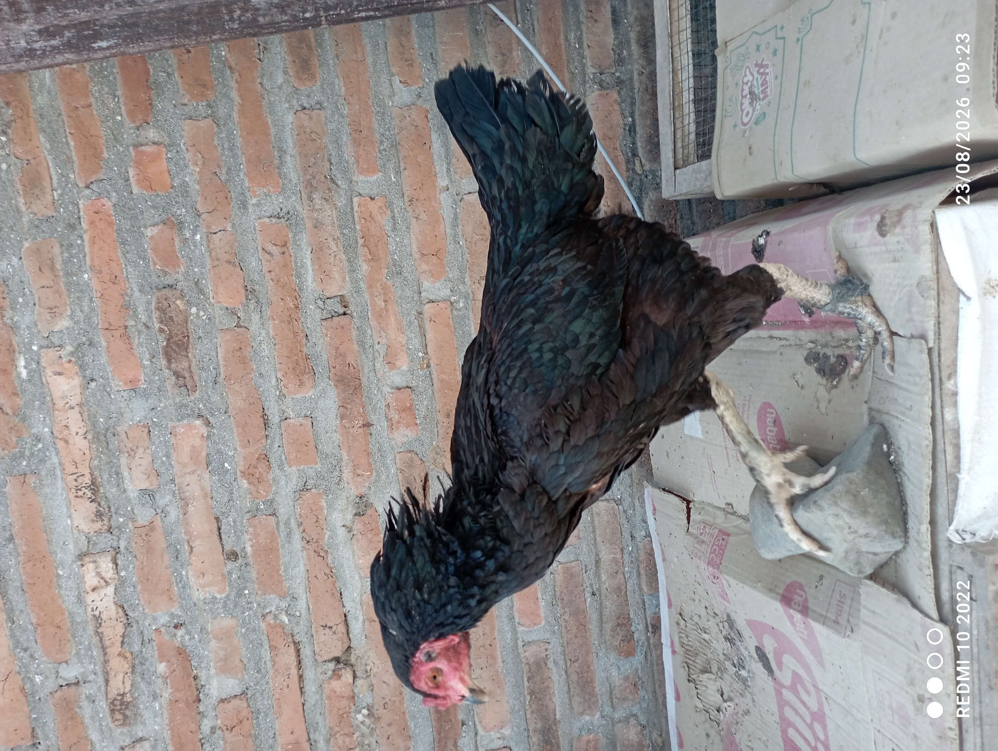A black chicken stands on cardboard boxes in front of a brick wall. The chicken is facing left, with its head turned slightly towards the viewer. Its feathers are dark, with hints of iridescent green. The chicken's legs are visible, with one foot resting on a small rock and the other on the cardboard. The brick wall behind the chicken is made of reddish-brown bricks with gray mortar. The boxes appear to be used for packaging. The scene is outdoors, likely in a rural or semi-urban environment. The image is dated 23/08/2026.
