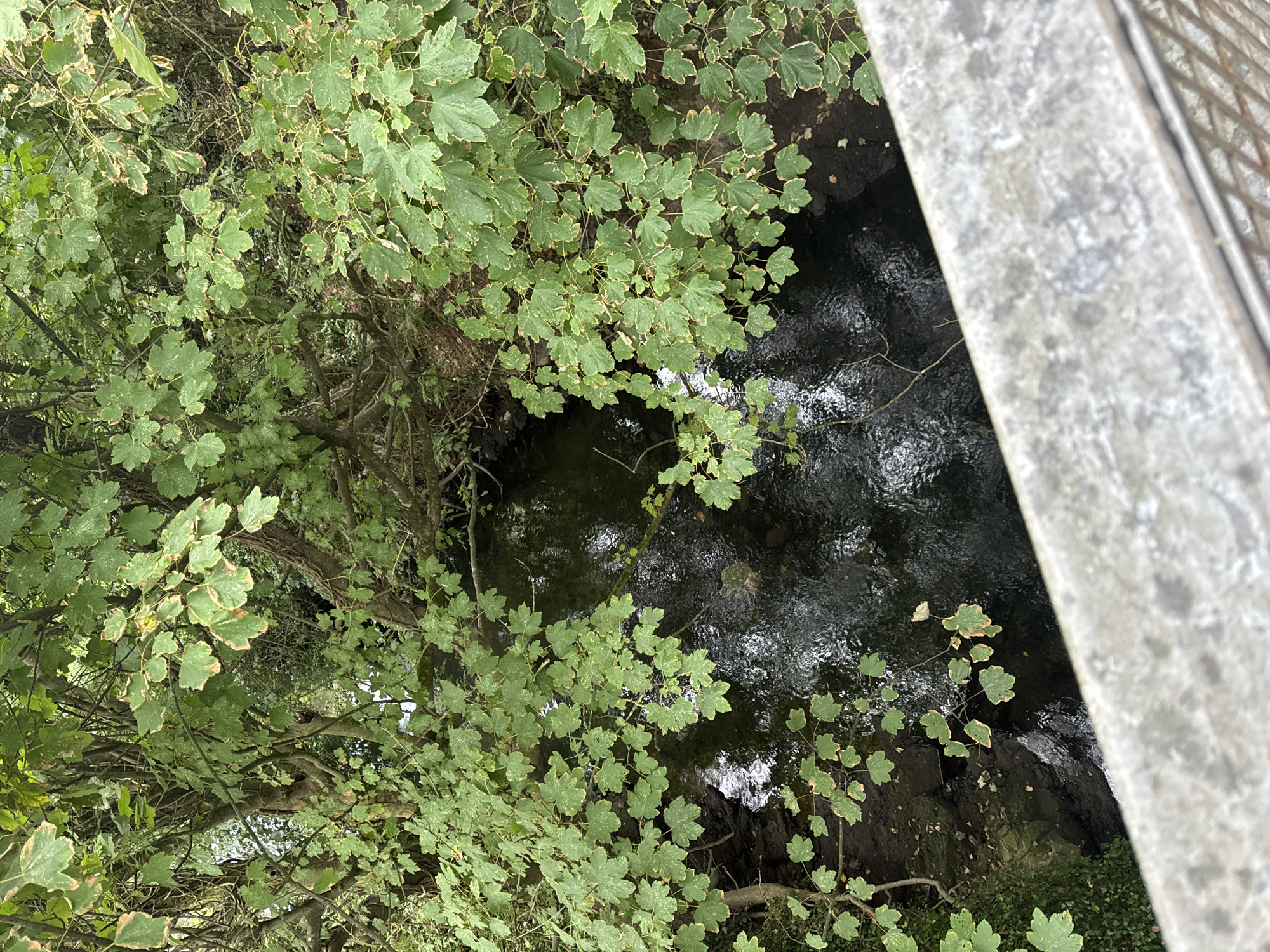 An overhead shot looks down on a narrow, dark, flowing stream, partially obscured by overhanging green foliage with some leaves showing yellowing edges. The stream bed appears to be rocky and uneven. In the foreground, the rough, grey, concrete surface of a bridge railing or wall runs diagonally across the frame, with a hint of a metal railing below it. The scene suggests a natural area within or bordering the town of Courtown, Ireland.