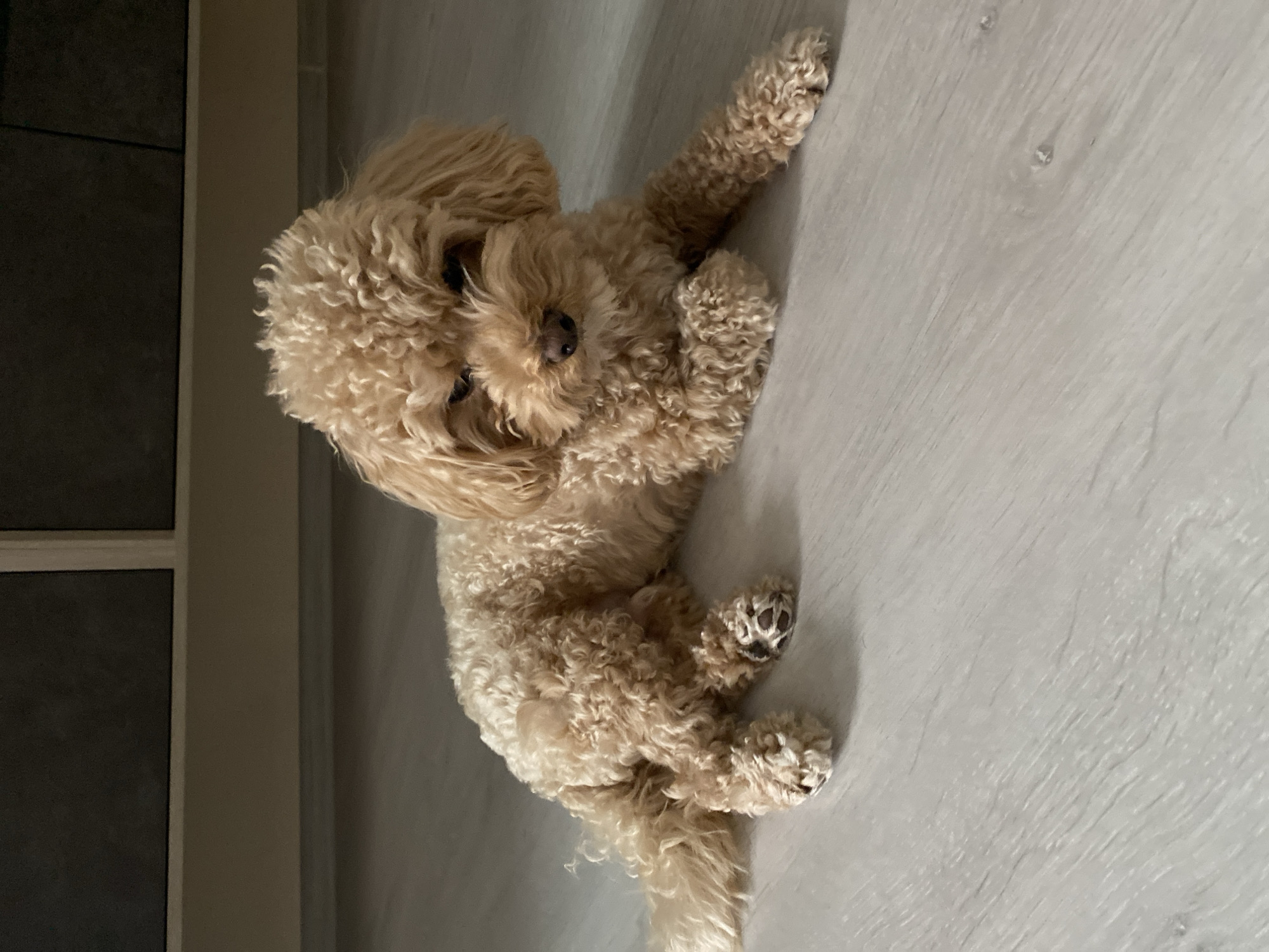 A tan poodle is lying on a light grey wood-look floor. The dog's head is tilted slightly to the left. Part of a dark grey window frame is visible in the left side of the frame. The location is Unknown, Unknown.