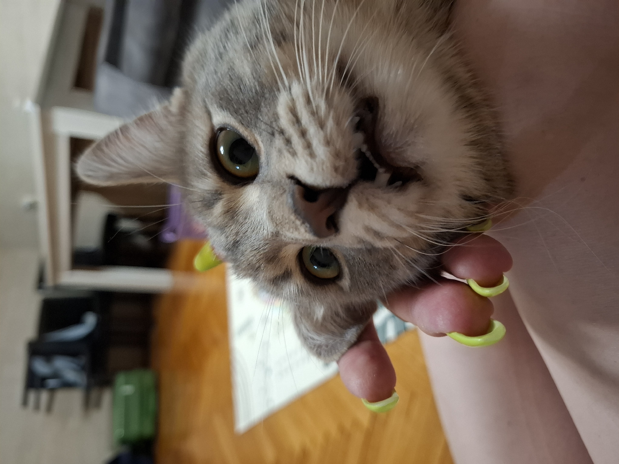 A close-up, upside-down perspective shows a gray and tan tabby cat being held in a person's hand. The cat's face is the central focus, revealing its green eyes, pink nose, and white whiskers. The person holding the cat has fair skin and fingernails adorned with bright lime-green, curved decorations. The cat appears to be interacting with the hand, perhaps being cradled. In the blurred background, the orange-toned floorboards of a room can be seen, along with a white and gray structure resembling a cabinet or shelf with visible furniture. The location is implied to be Novi Sad, Serbia, but there is no visual confirmation in the image.