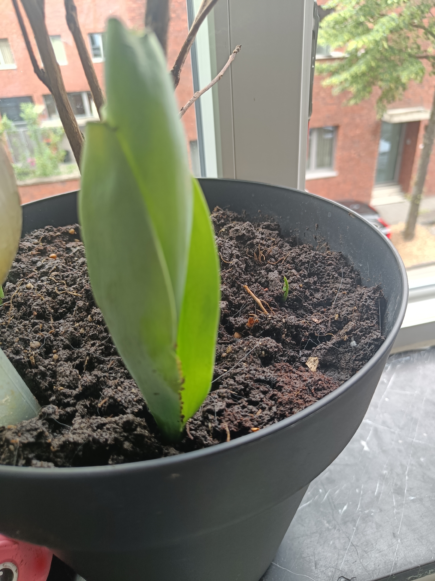 The image shows a black flower pot with a plant growing inside. The plant has large, green leaves that dominate the frame. The pot sits on a surface, likely a windowsill, as a window and outdoor scene are visible in the background. The background includes a brick building, trees, and a glimpse of a street with a car. There is also a small green sprout visible in the soil beside the larger plant. Given the architectural style of the buildings, trees, and a vehicle, the location appears to be Leuven, Belgium.
