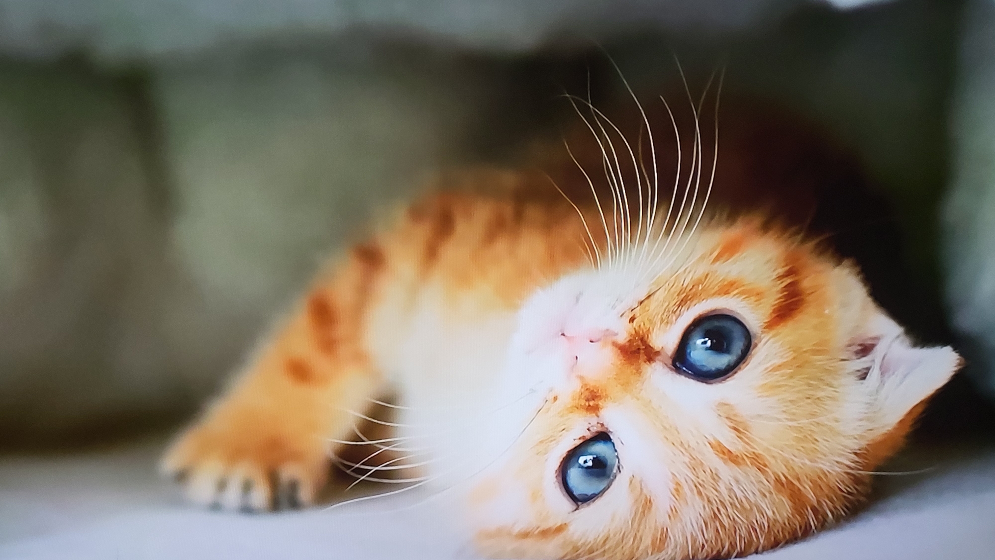 An orange tabby kitten lies on its side, facing the viewer. The kitten has bright blue eyes and long white whiskers. It is positioned against a neutral background, which appears to be part of a soft surface. The environment appears to be indoors. There is no evidence to suggest the location is Yerevan, Armenia.