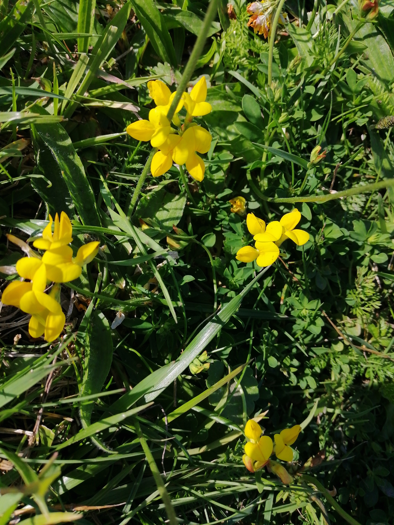 The image shows a close-up view of bright yellow flowers, likely Bird's-foot trefoil (Lotus corniculatus), blooming in a natural setting. The flowers are clustered on thin stems and are surrounded by lush green grass and other small plants. The sunlight casts dappled shadows, indicating an outdoor scene. There are no people or man-made structures visible, suggesting a rural or natural environment. The image was taken in Krasnoluka, Ukraine.