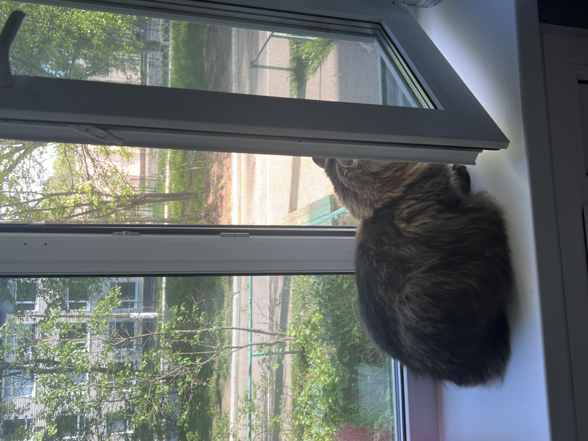 A fluffy, brown and grey tabby cat sits on a white windowsill next to an open window. Outside, a street scene is visible with trees and a building in the background. The location is likely Chaikovsky, Russia.