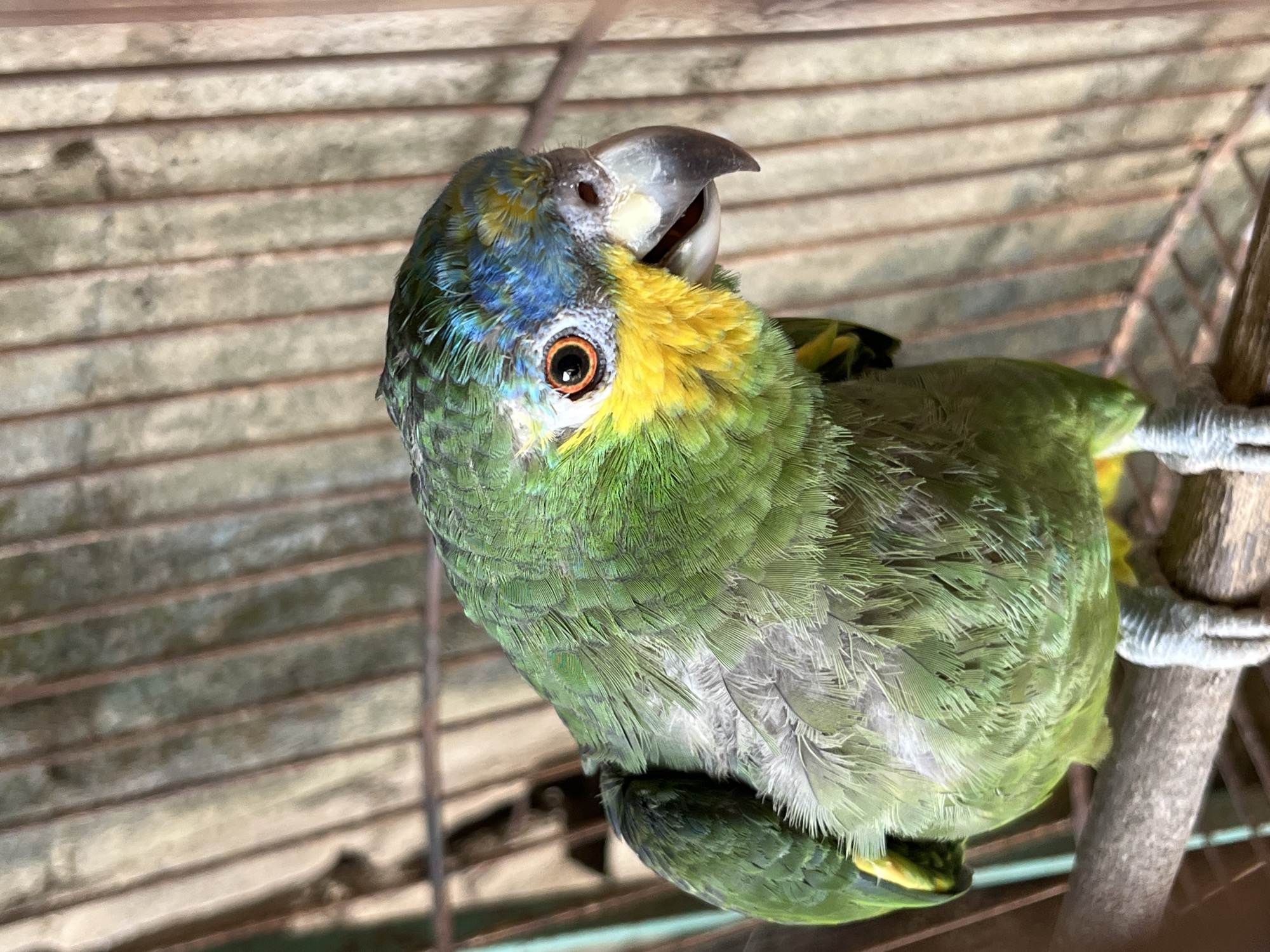 A close-up, vertical shot shows a green parrot with yellow and blue markings on its head, perched on a wooden branch inside a cage. The parrot's beak is slightly open, and its orange eye is visible. The background consists of the cage bars and a textured, pale surface, suggesting an outdoor or rustic setting. There are no people or discernible urban elements to indicate a specific location within Tinaquillo, Venezuela.