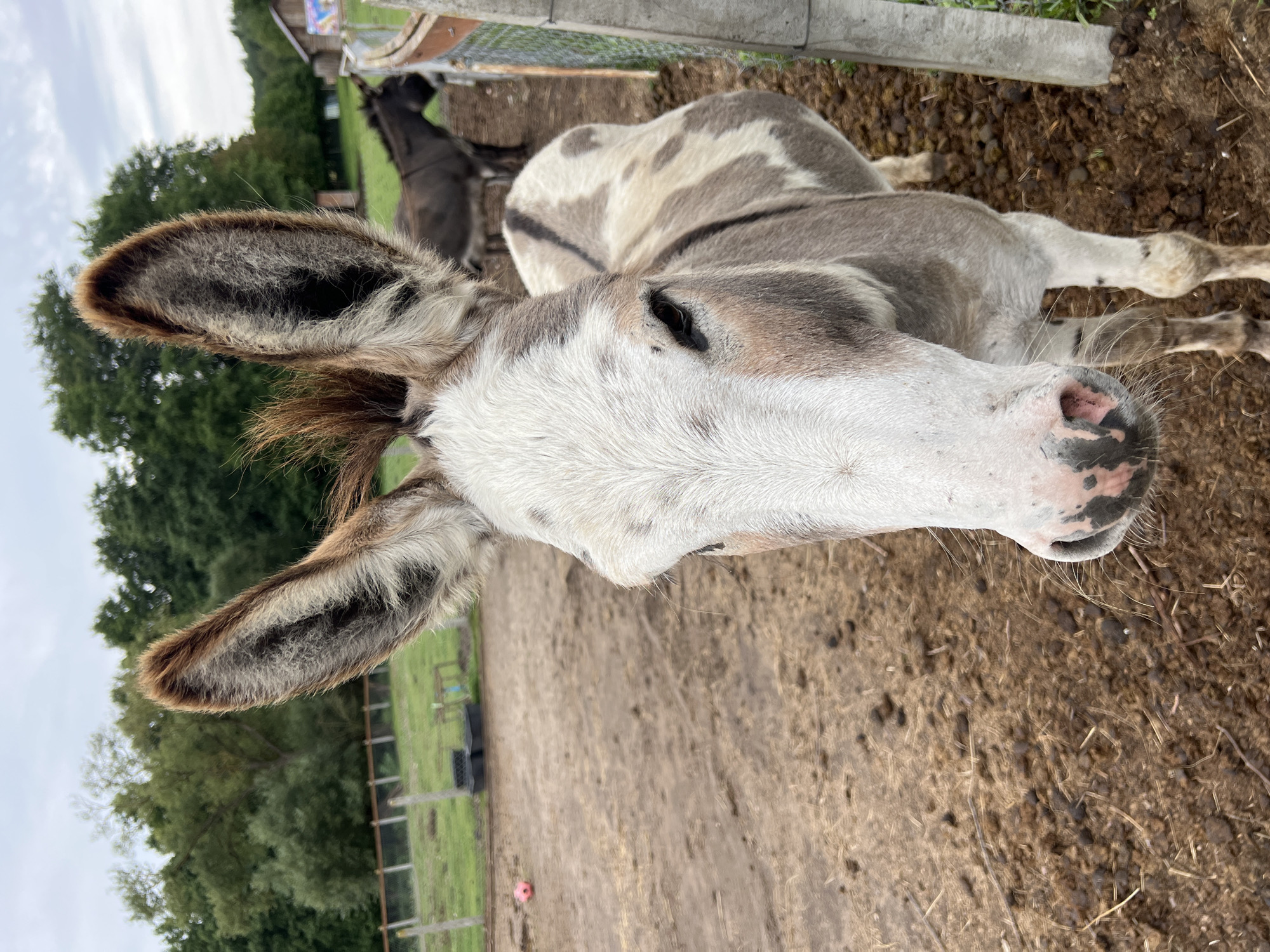 The image depicts a close-up of a donkey's face in an outdoor enclosure. The donkey has a white face with gray and brown patches on its body and ears. Its ears are large and upright. In the background, another donkey is visible, along with a fence, trees, and a cloudy sky. The ground is covered in dirt and straw. The scene appears to be a farm or an animal sanctuary.
