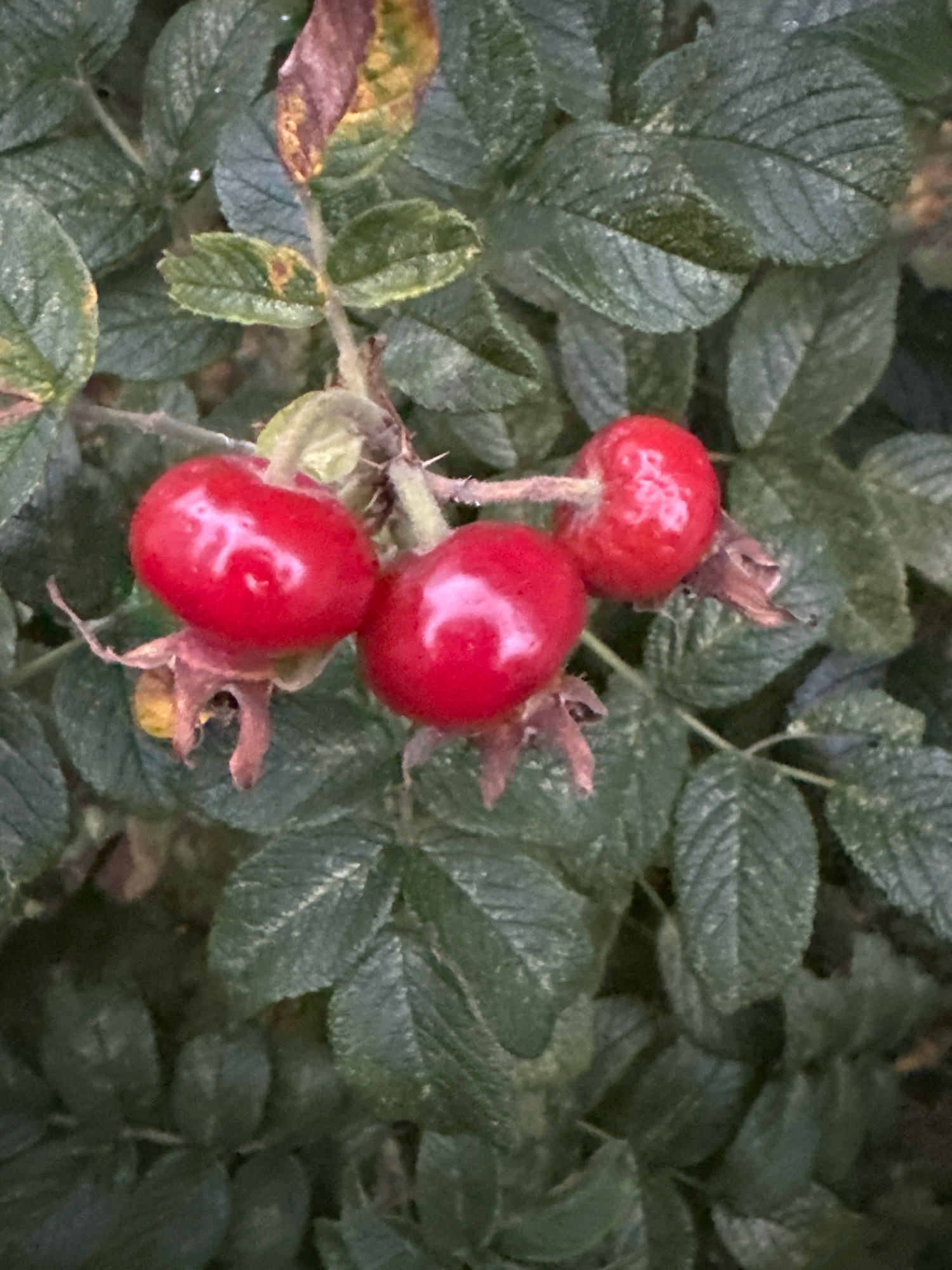The image shows a close-up, top-down view of three ripe, red rosehips clustered together on a thorny branch, surrounded by dark green, serrated leaves. The rosehips are oval-shaped and glossy, with a few dried sepals visible at the base of each. The leaves are lush and appear slightly damp, with some showing signs of browning at the edges. The lighting is dim, creating a somewhat moody atmosphere. The scene is a natural outdoor setting, typical of a garden or park. There is no indication of human presence or activity. The location is identified as being in the city of Vidnoye, Russia.