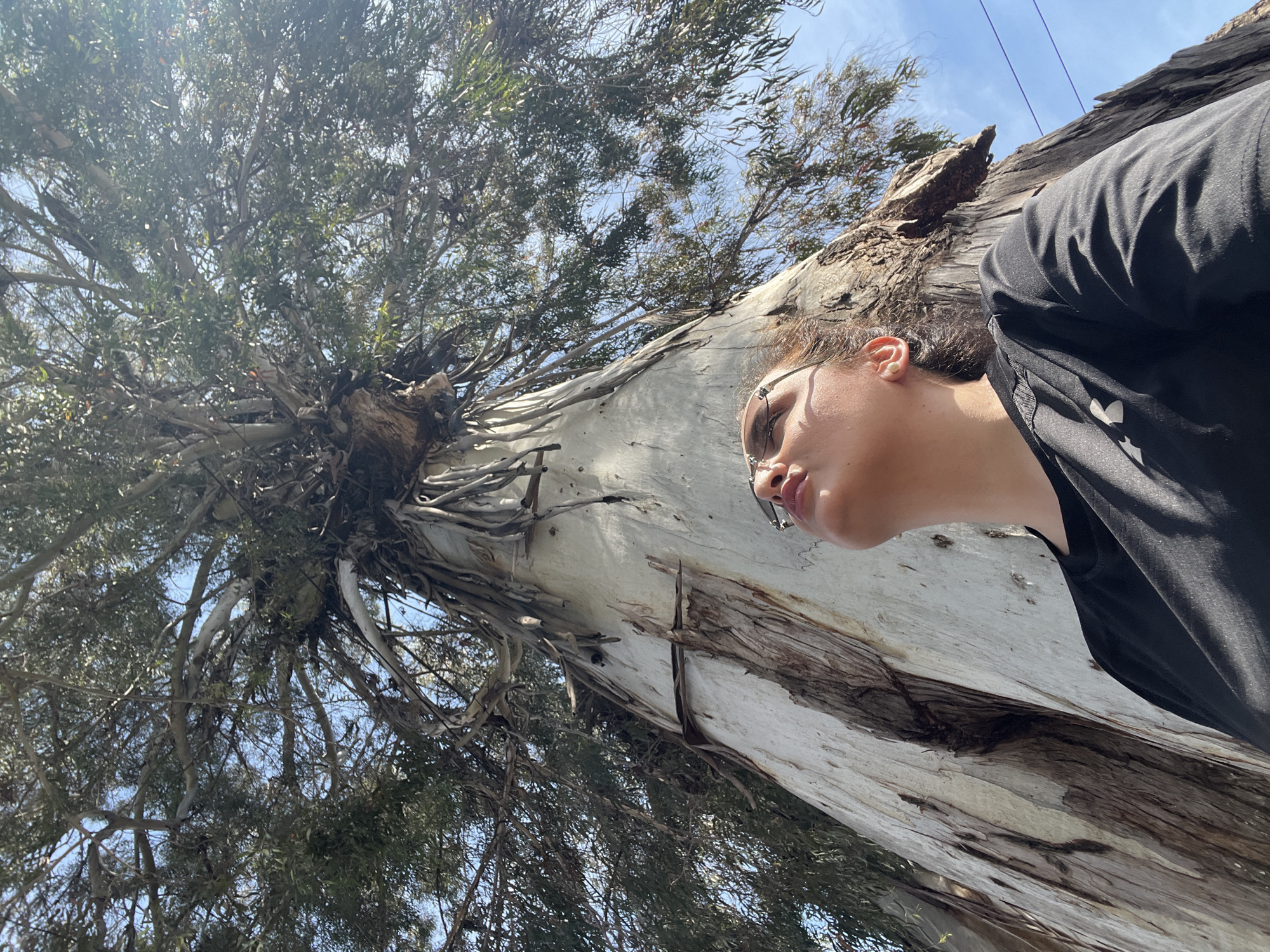 The image presents a low-angle view of a large, towering tree with a person in the lower right foreground, captured in the city of Unknown, Unknown. The tree, likely a eucalyptus, dominates the scene with its immense, light-colored trunk exhibiting characteristic peeling bark in strips of white, grey, and brown, revealing lighter wood beneath. The trunk extends upwards, thickening and branching out extensively into a dense canopy of green foliage, through which patches of clear blue sky are visible. Some aerial roots or hanging branches are evident along the upper trunk and lower canopy.
In the lower right quarter of the frame, a person is visible from the chin to just below the shoulders. They have light brown hair, wear thin-framed glasses, and are dressed in a black short-sleeved t-shirt, possibly with a faint white logo on the left shoulder area. The person's head is tilted back, and their gaze is directed upwards towards the tree's canopy, with their lips slightly parted. Sunlight illuminates the right side of their face and shoulder, casting shadows on the left. The scene is brightly lit by natural sunlight, indicating a clear day.