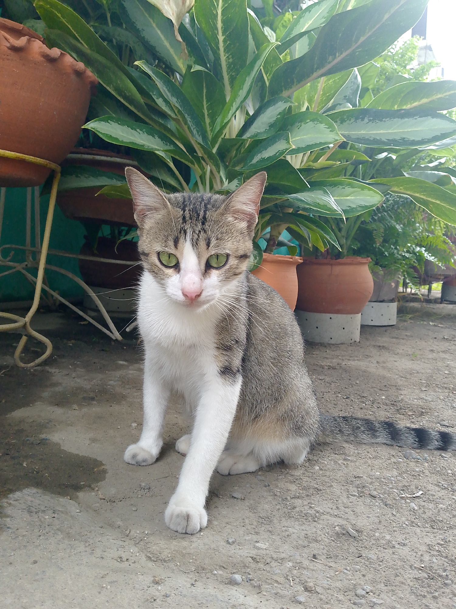 A medium-shot captures a gray and white cat with green eyes, sitting on a concrete surface. The cat is positioned in front of potted plants, arranged in a row. The location is Tinaquillo, Venezuela. The background consists of potted plants on concrete slabs, suggesting an outdoor garden area. Additional plants are positioned behind the cat, partially obscuring a light blue wall. A small puddle of liquid is visible on the concrete to the left of the cat. A wrought iron plant stand with a terracotta pot sits to the left.