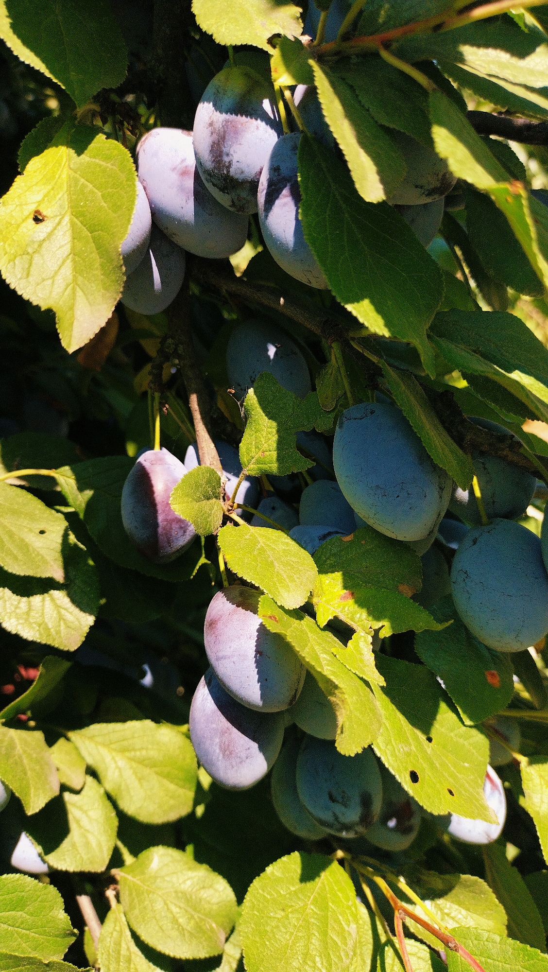 A close-up, low-angle shot captures a cluster of ripe plums hanging from a tree branch, bathed in bright sunlight. The plums, a deep purplish-blue hue, are scattered amongst vibrant green leaves. Some of the plums are partially obscured by the foliage, while others are clearly visible, showcasing their smooth, oval shape. The sunlight creates a play of light and shadow on the fruit and leaves, highlighting the textures and colors of the scene. The background is a blur of dark green and brown, suggesting the dense foliage of the tree and surrounding vegetation. The image appears to be taken outdoors, in what could be a garden or orchard, with the natural lighting indicating it was taken during the daytime. The location is identified as Horishni Plavni, Ukraine.