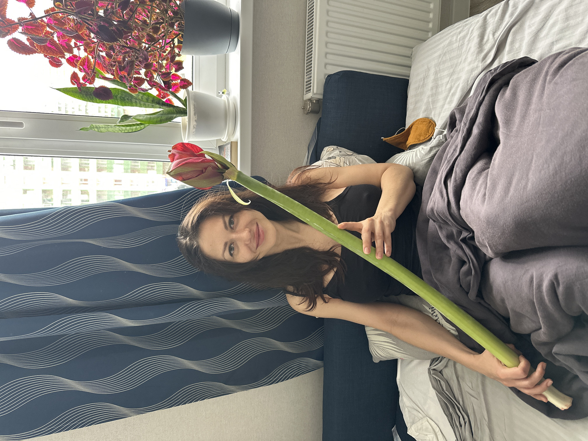 A woman is captured in a vertical, brightly lit indoor photograph, holding a large, red flower bud with a long, thick green stem. She is lying on what appears to be a bed or a sofa, smiling gently towards the camera. She has long, dark hair and is wearing a black tank top.
The setting is a room with a window providing ample natural light. Through the window, blurred outlines of distant buildings suggest an urban or suburban environment. On the windowsill, several houseplants are visible: a lush plant with vibrant reddish-purple leaves, likely a Coleus, hanging from a dark grey pot, and a snake plant (Sansevieria) in a white pot.
To the woman's left, a dark blue curtain with a distinctive white wavy pattern hangs. The bed/sofa features a blue upholstered headboard or armrest, a light gray fitted sheet, white pillows, and a gray duvet draped over her lower body. A brown eye mask rests near the blue upholstery. A white radiator is mounted on a light gray wall behind the bed area.
The image conveys a serene and relaxed atmosphere, with the woman appearing content. The scene is illuminated by daylight. No explicit text is visible within the image. The location context for this scene is Murino, Russia.